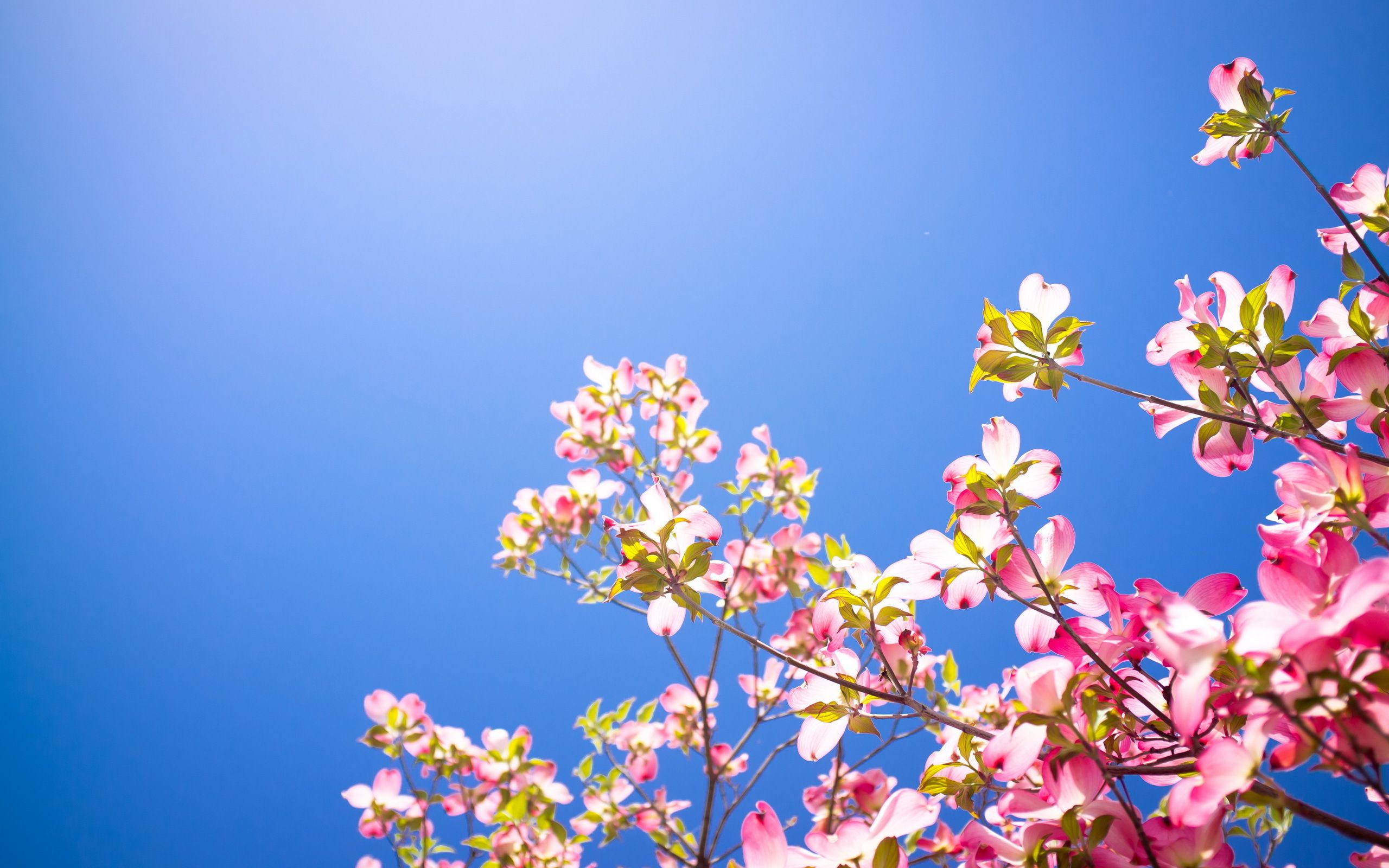 Pink Tree Flowers Background Wallpaper Image Background HD