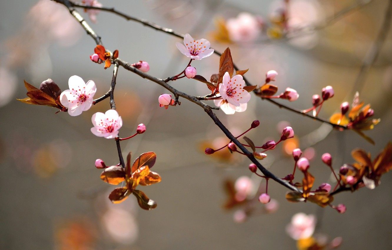 Wallpaper trees, branches, flowers, trees, flowers, inflorescence, branches, buds image for desktop, section цветы