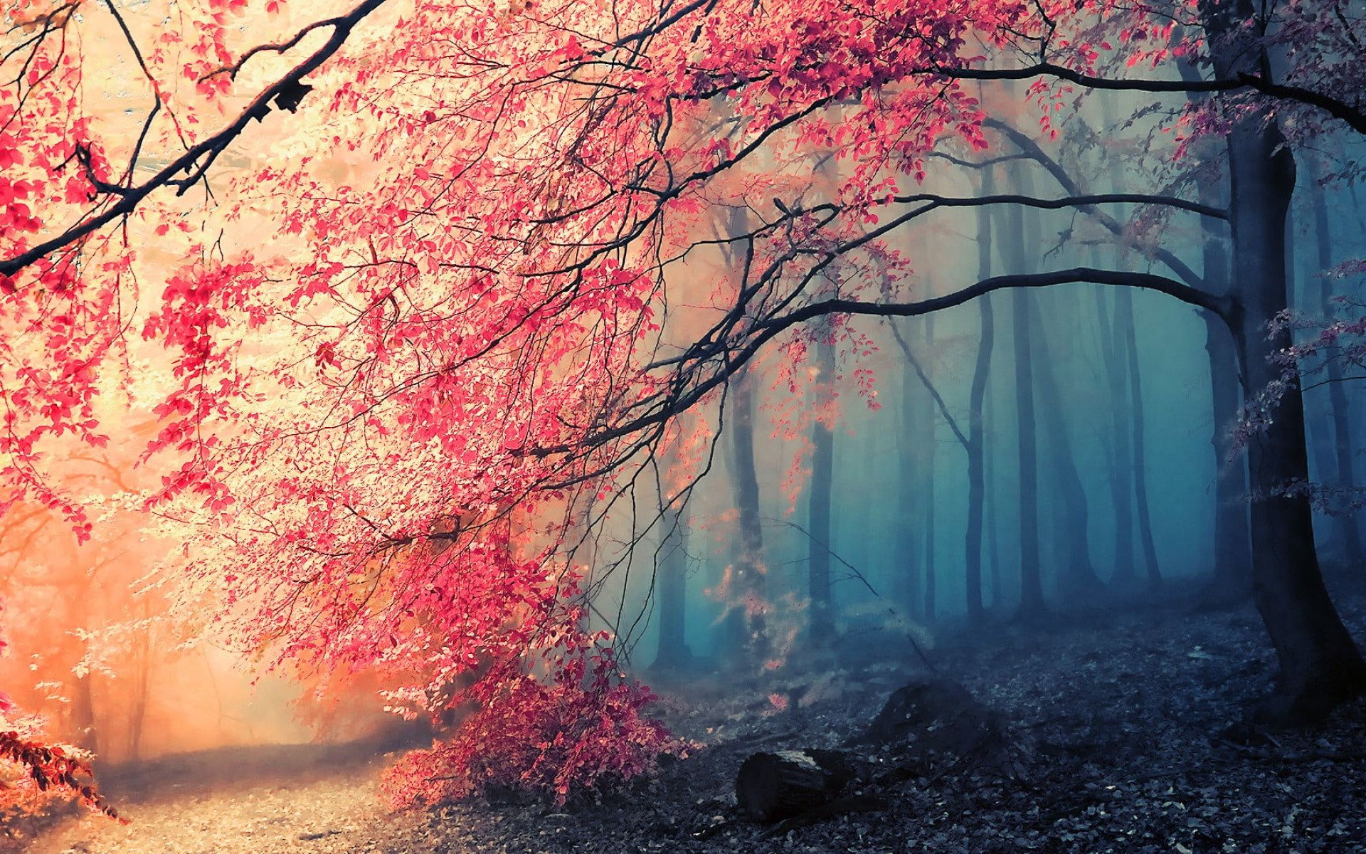 Pink flowering tree wallpaper, landscape photo of forest, nature, trees • Wallpaper For You HD Wallpaper For Desktop & Mobile