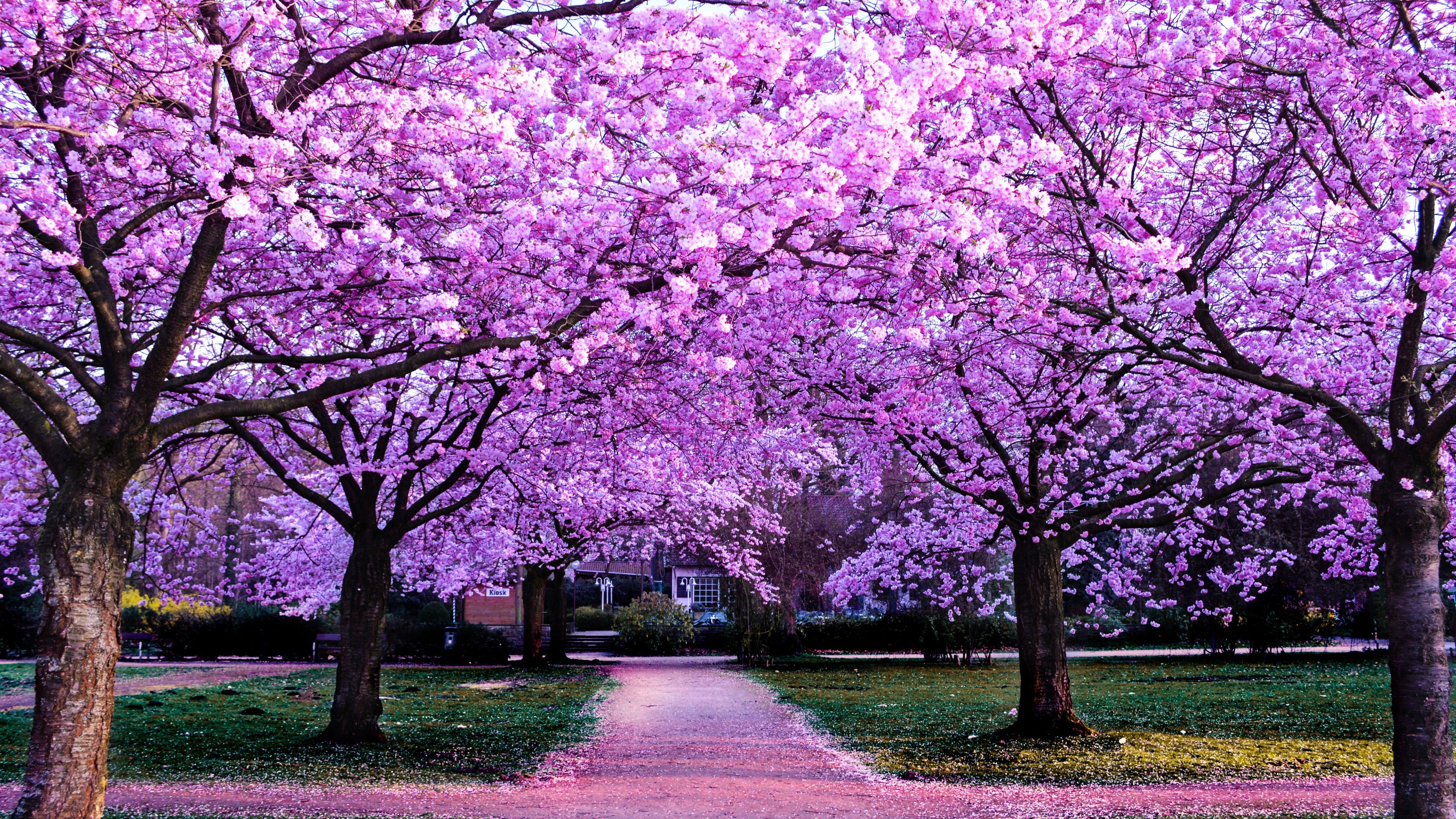 Cherry Blossom Trees 4K Wallpaper, Purple Flowers, Pathway, Park, Floral, Colorful, Spring, Beautiful, Nature