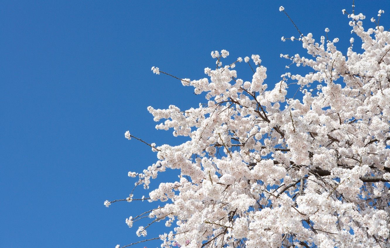 Wallpaper flowers, cherry, tree, spring, Sakura, white, white, Nature, flowering, flowers, tree, sakura, cherry, spring, bloom image for desktop, section цветы