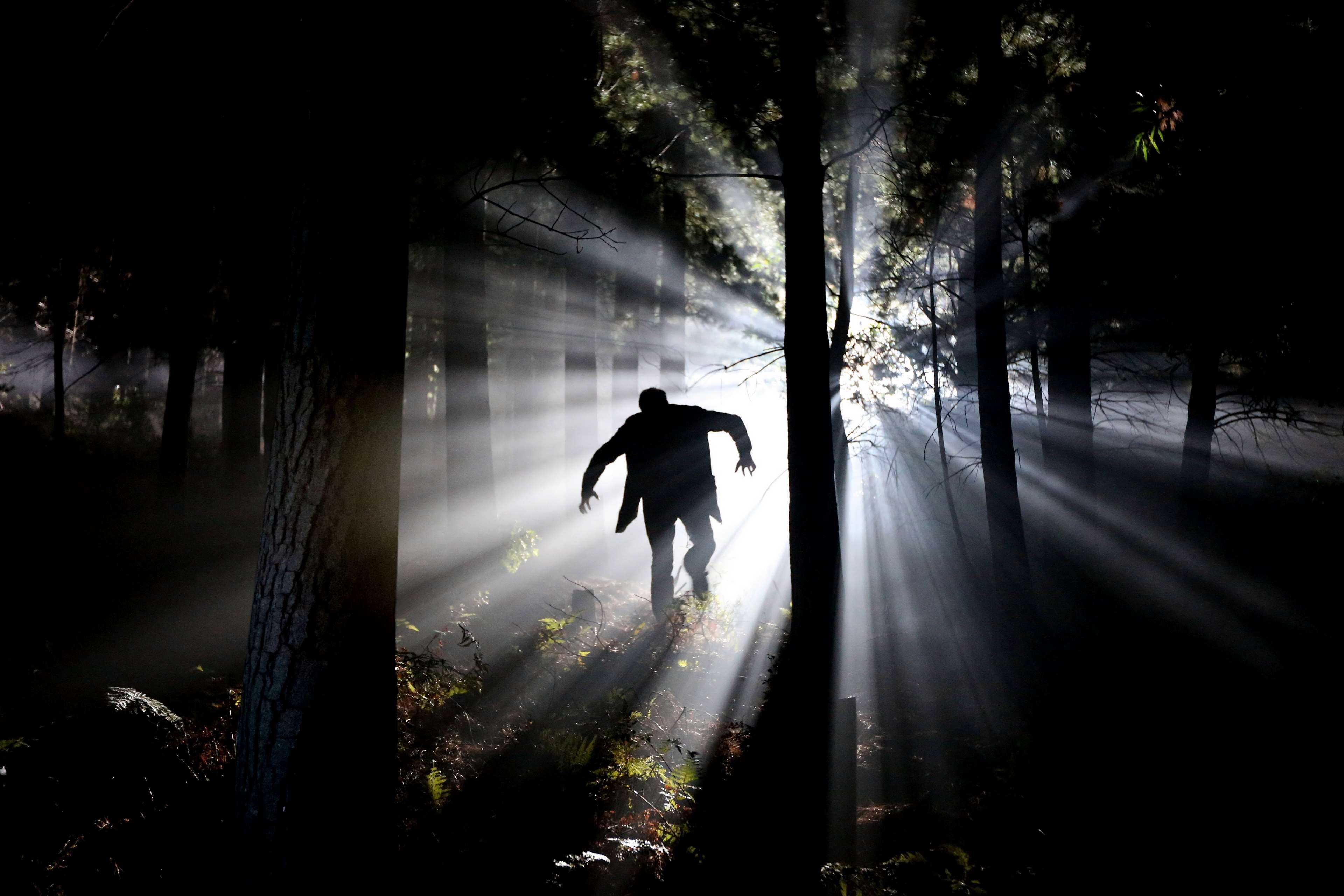 backlit #dark #eerie #fog #forest #silhouette #trees #woods. Picture writing prompts, Horror movies, Scary
