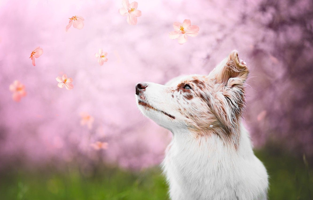 Wallpaper grass, look, face, nature, background, mood, pink, glade, portrait, dog, spring, petals, white, blurred background, fly, looking up image for desktop, section собаки