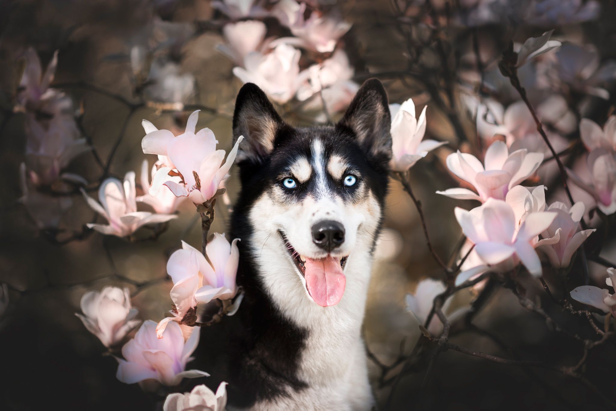 Siberian Husky, Dog, Spring, Pink Flower, Blossom, Pet wallpaper