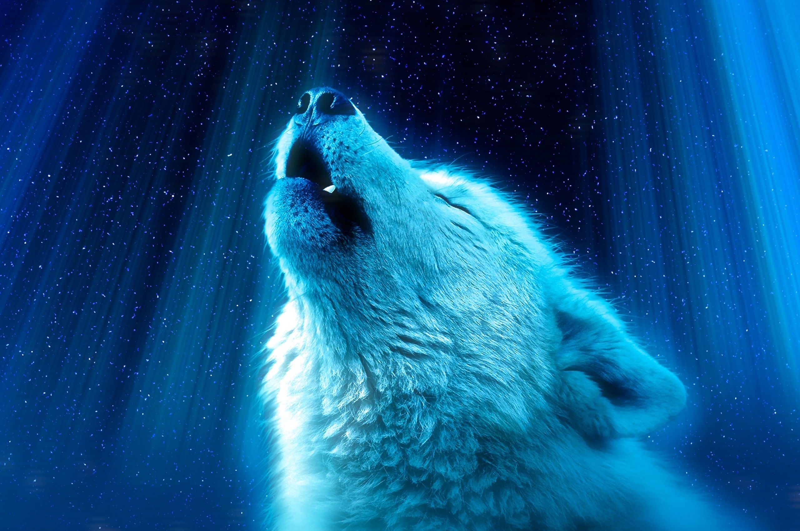 White Wolf, Howl, Majestic Ultra HD Animal Wallpaper 4k