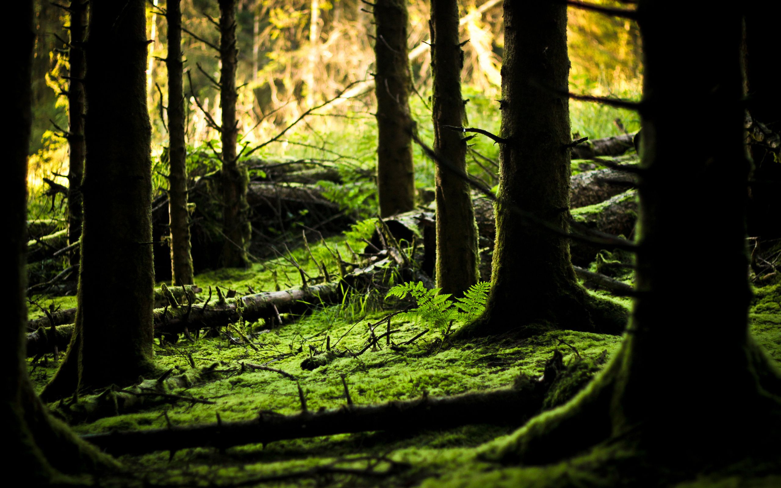terralonginqua: Green forest floor / nature wallpaper