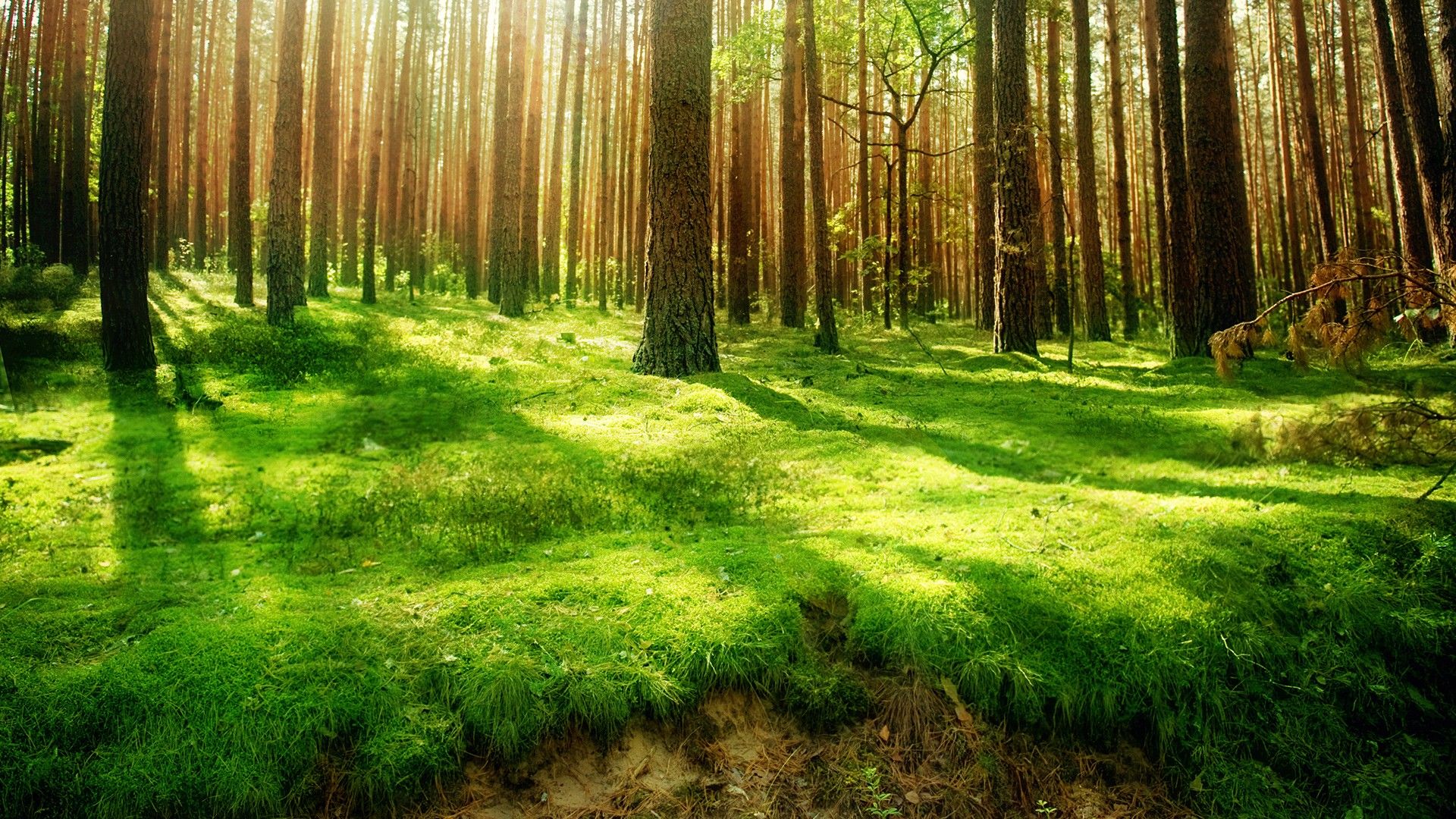 Forest, Tree HD Wallpaper & Background • 13312 • Wallur