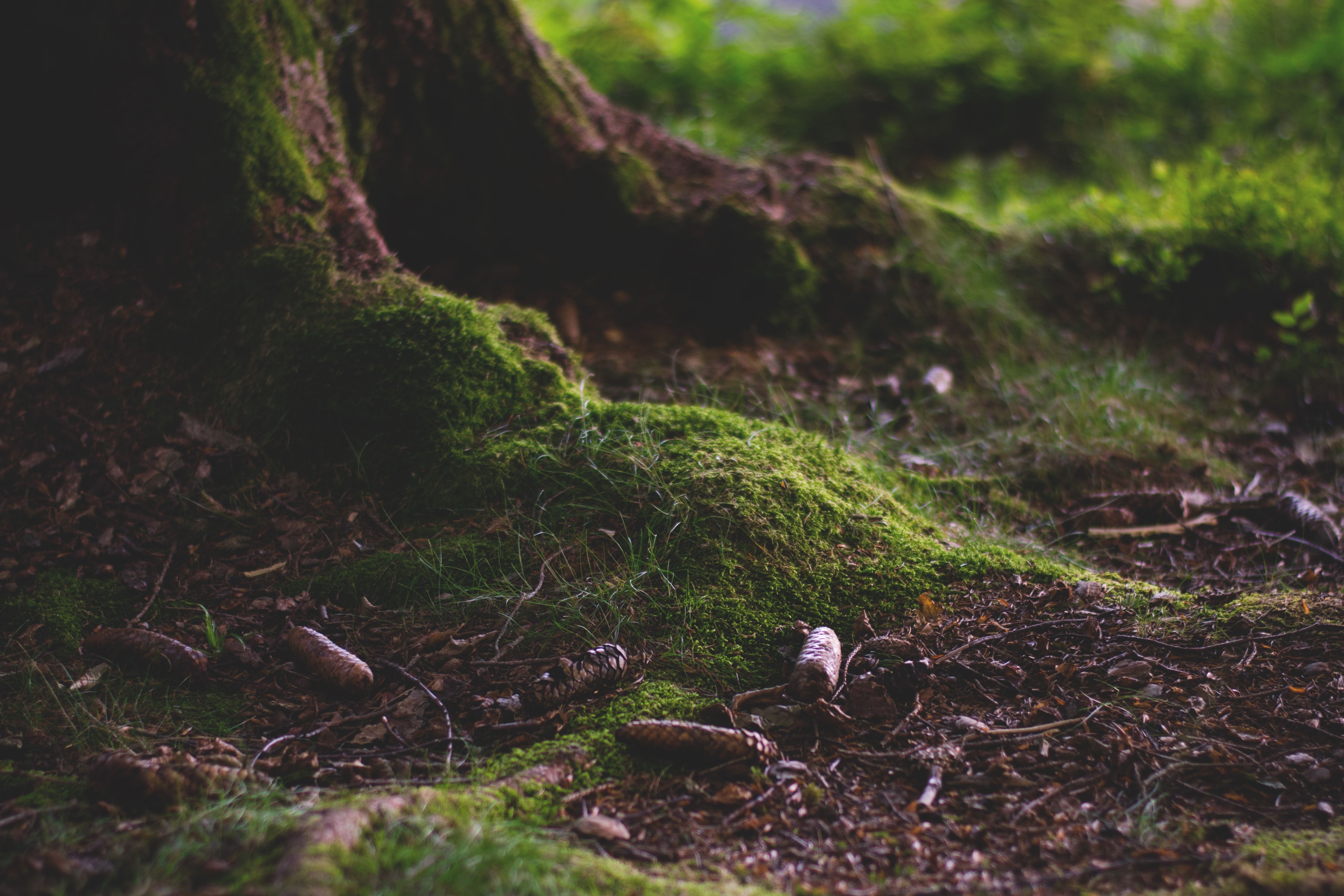 royalty free forest floor image
