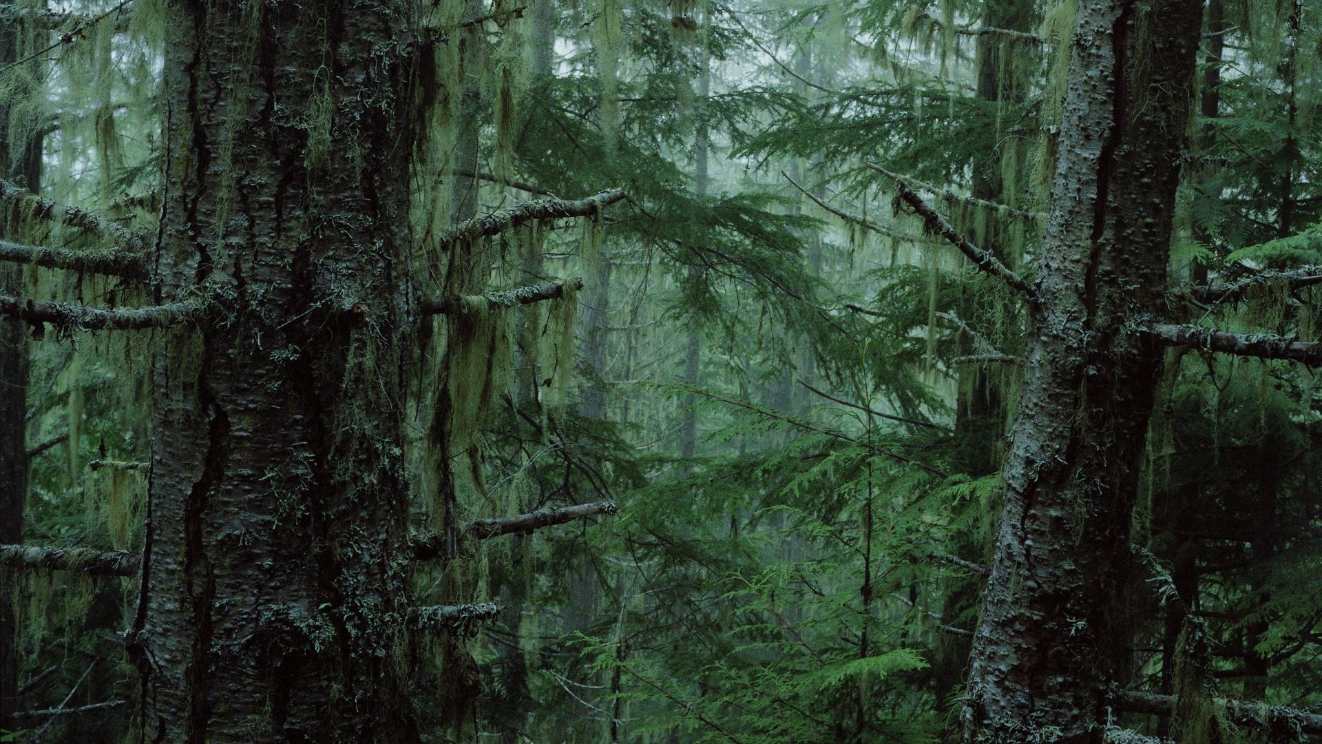 Forest, Tree HD Wallpaper & Background • 13314 • Wallur