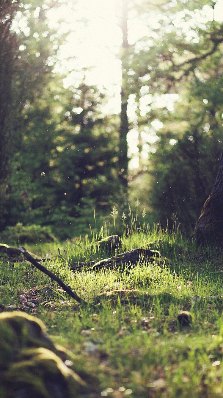 Ray Of Light On Green Forest Floor iPhone 6 Wallpaper HD