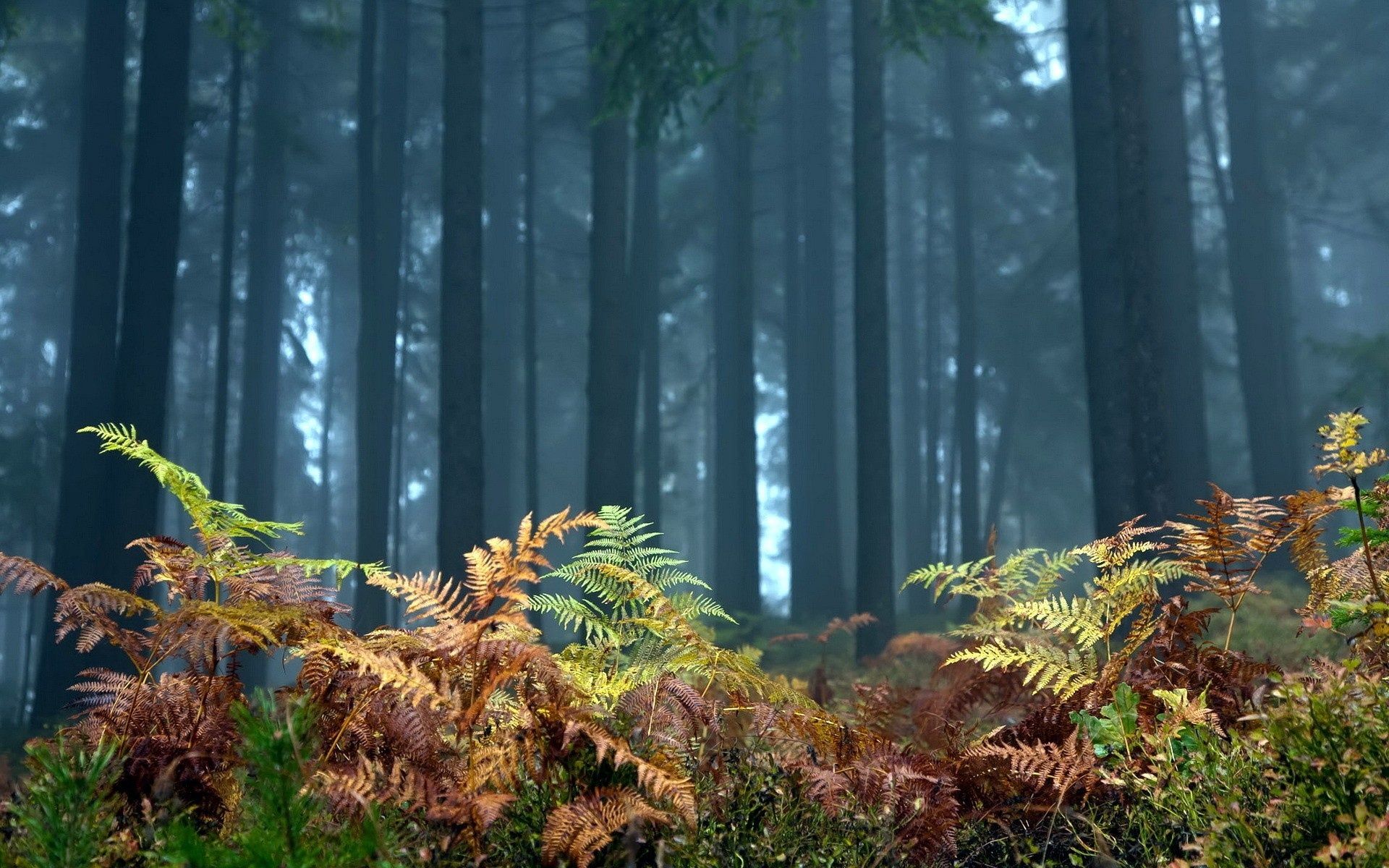 Plants On The Forest Floor Wallpaper