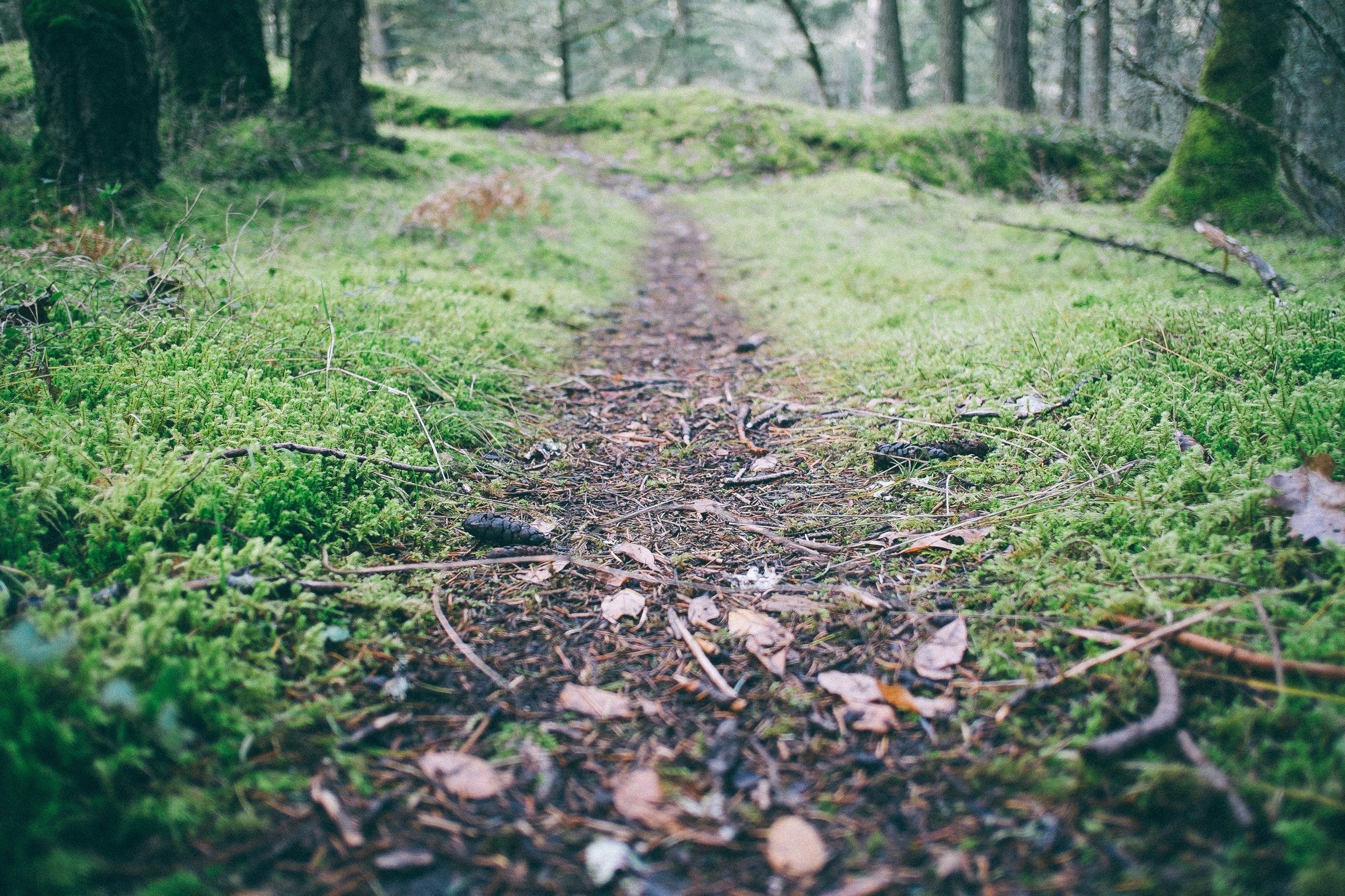 forest floor HD wallpaper, Background