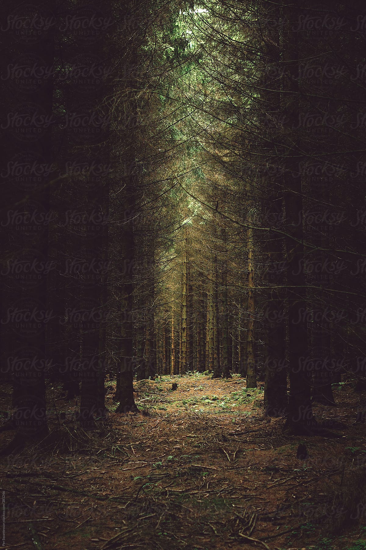 Light Shining On Dark Dense Forest Floor