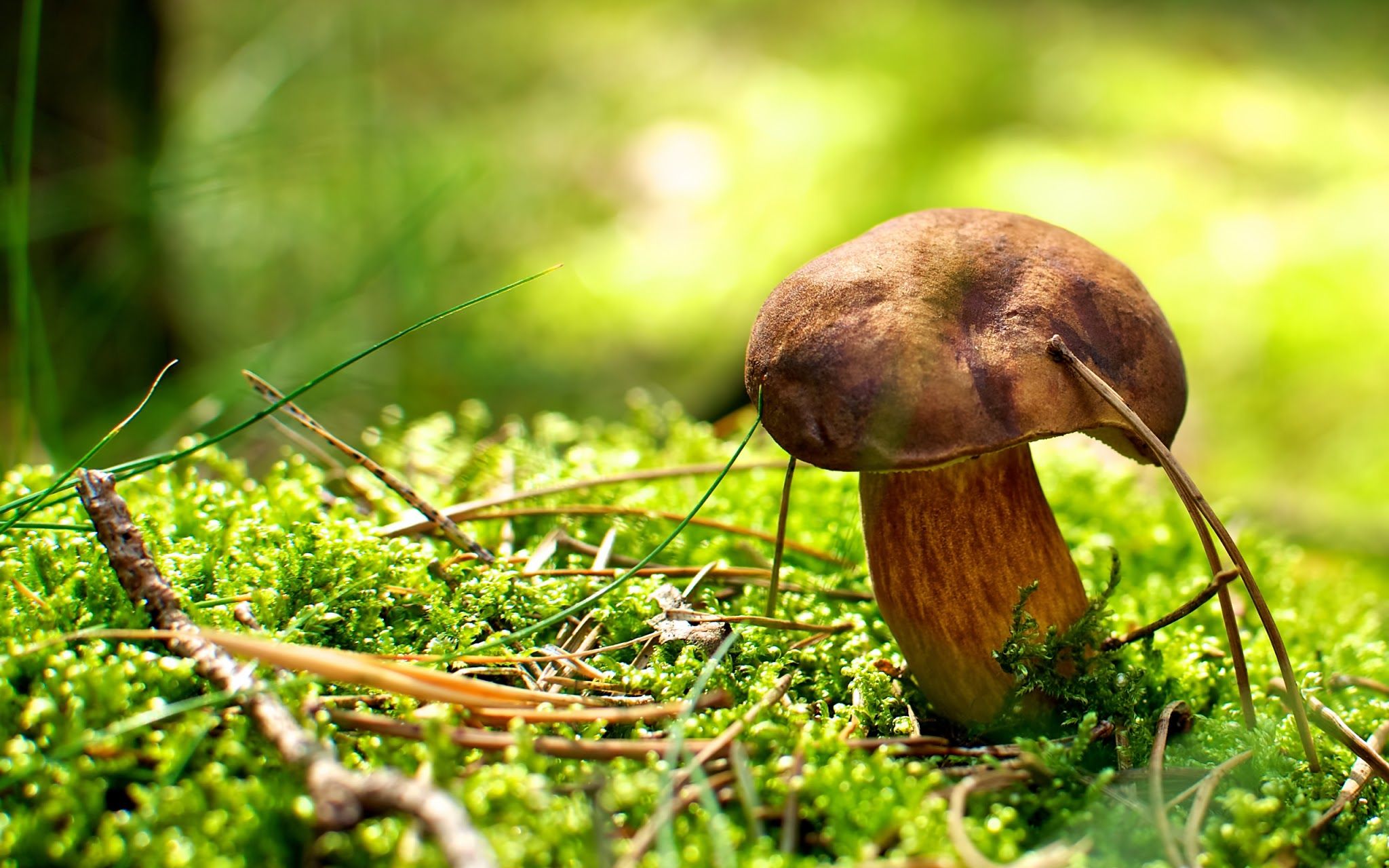 Mushroom Growing Out of the Moss on Forest Floor