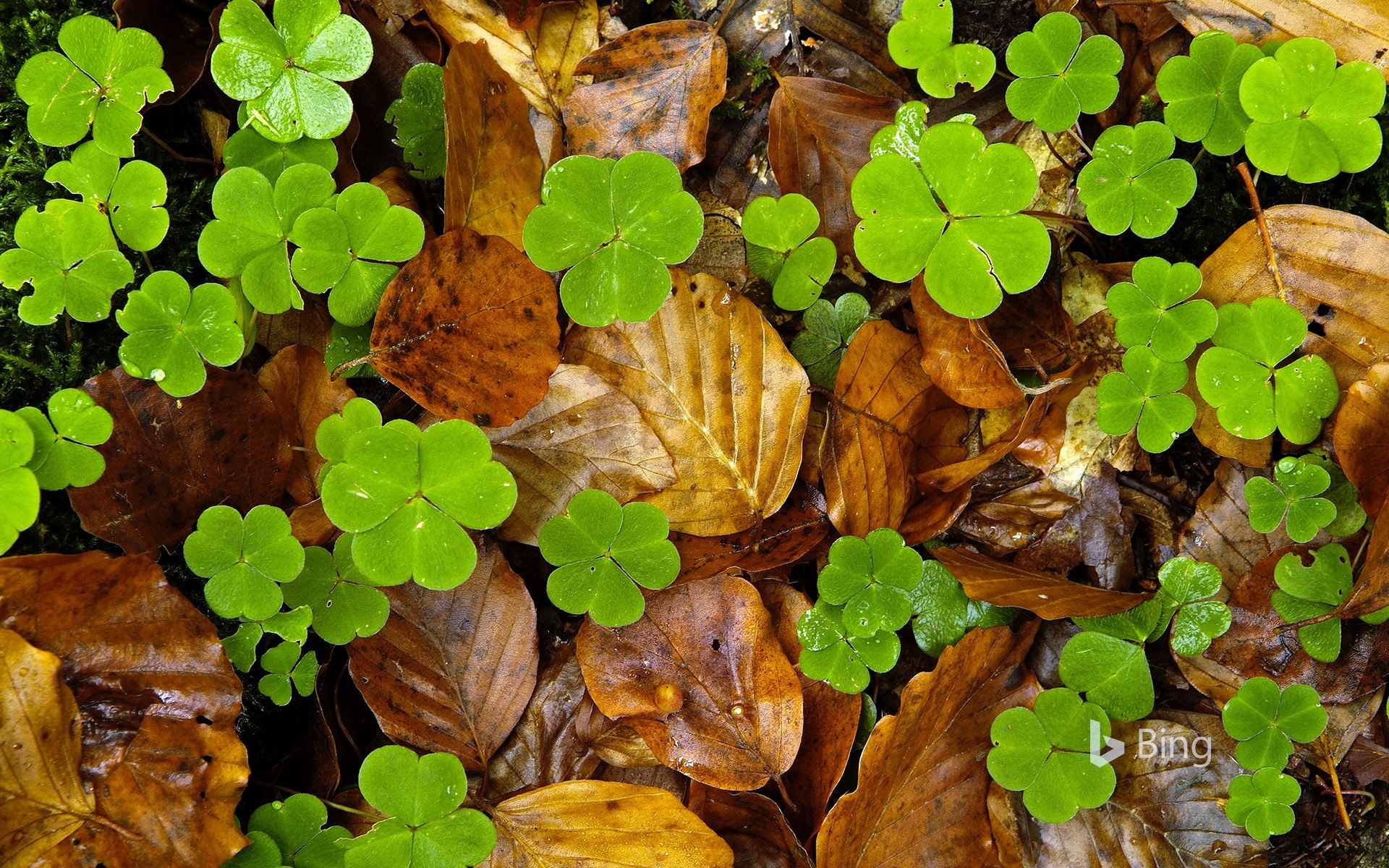 Wood Sorrel And Leaves On Forest Floor, Haute Loire, France