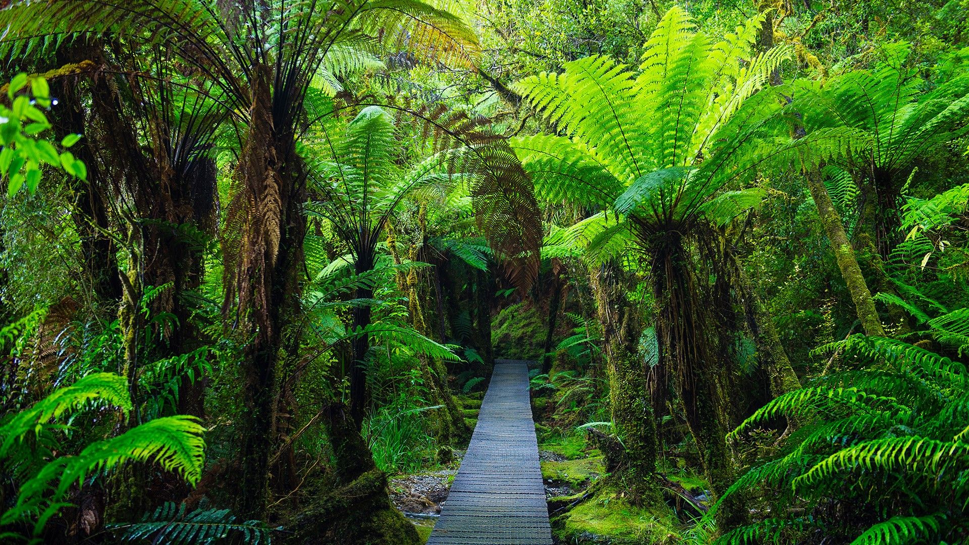 Wallpaper, nature, trees, plants, wooden floor, walkway, moss, Monsoon, tropical forest, leaves, New Zealand 1920x1080