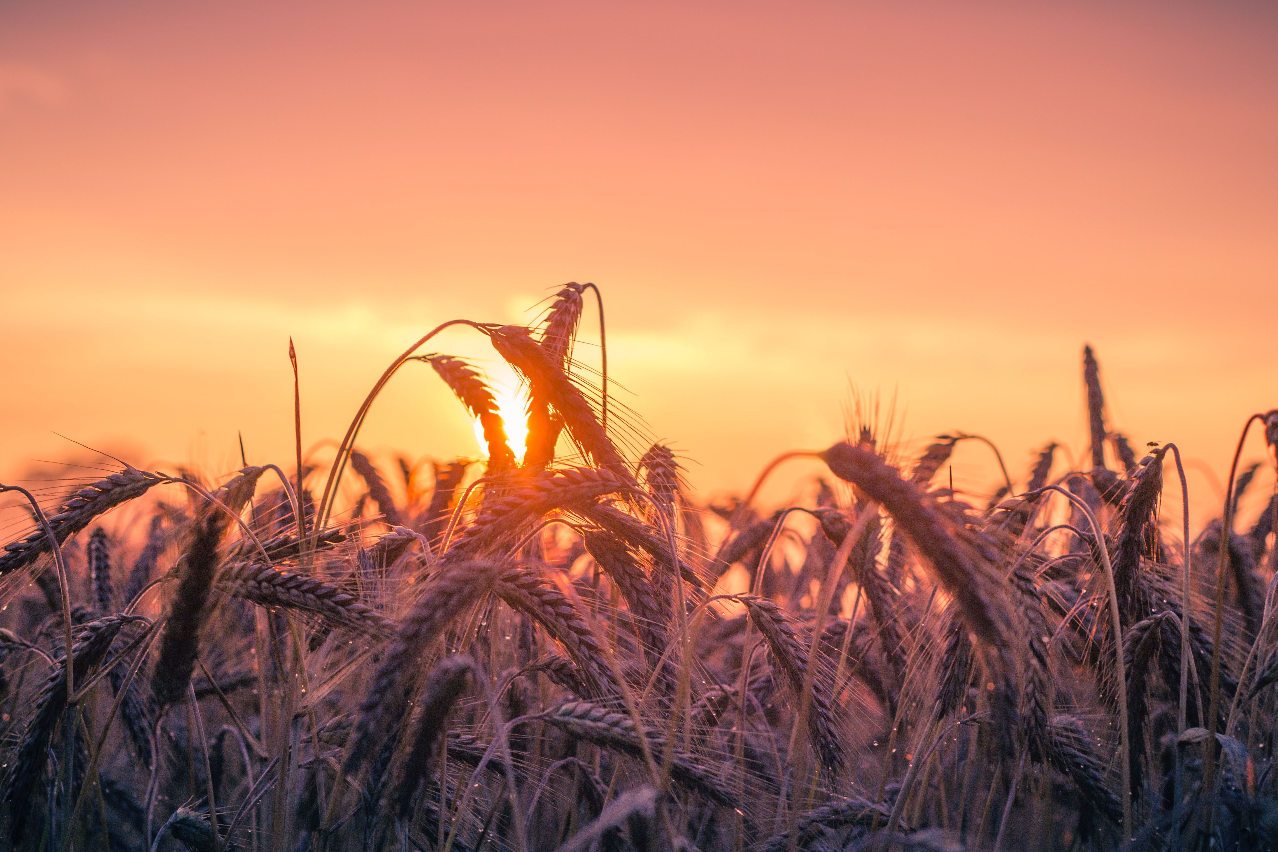 Cornfield Sunset 4k 5k, HD Nature, 4k Wallpaper, Image, Background, Photo and Picture