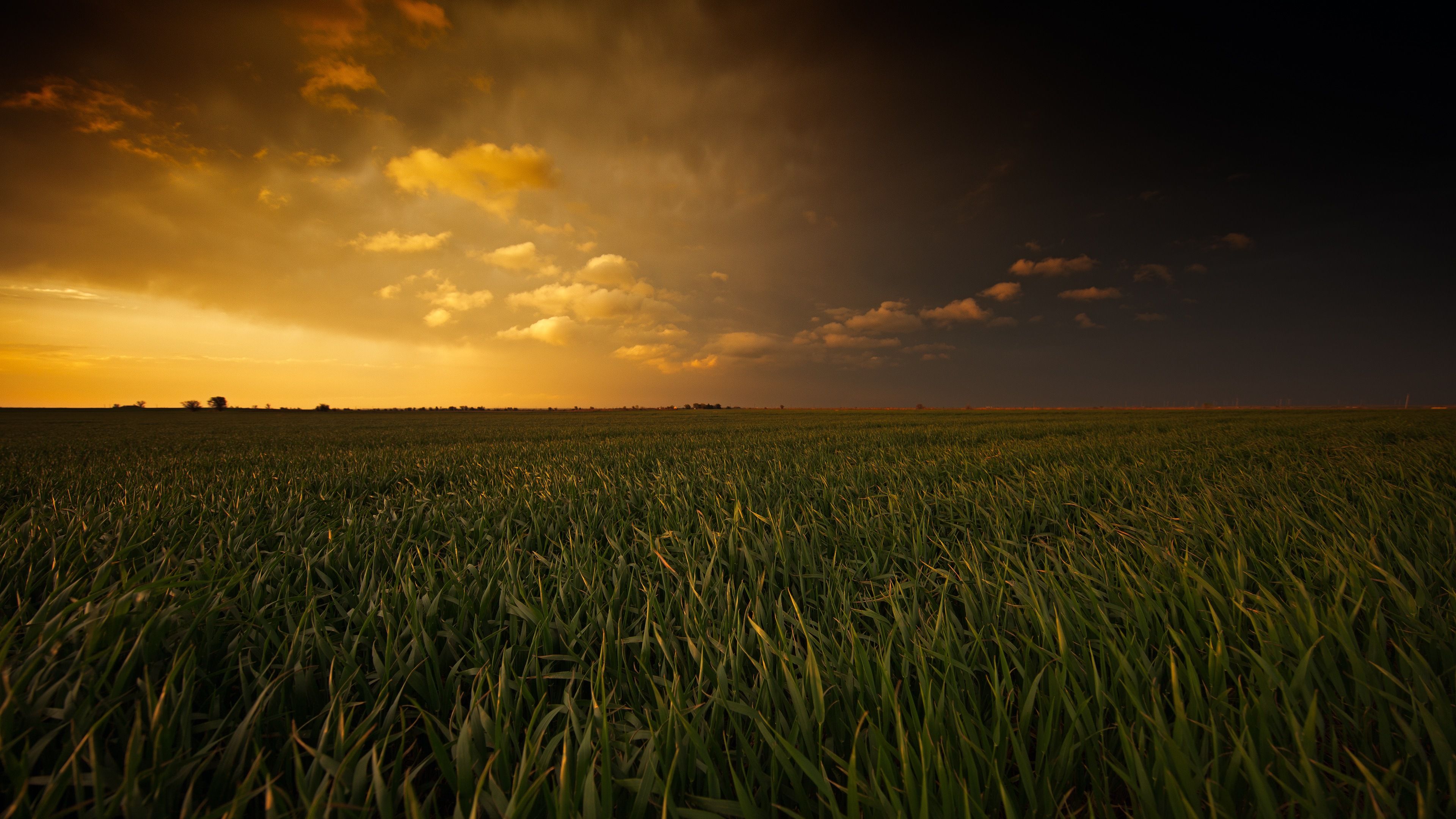 Sunset Over Corn Field 4K Ultra HD Desktop Wallpaper