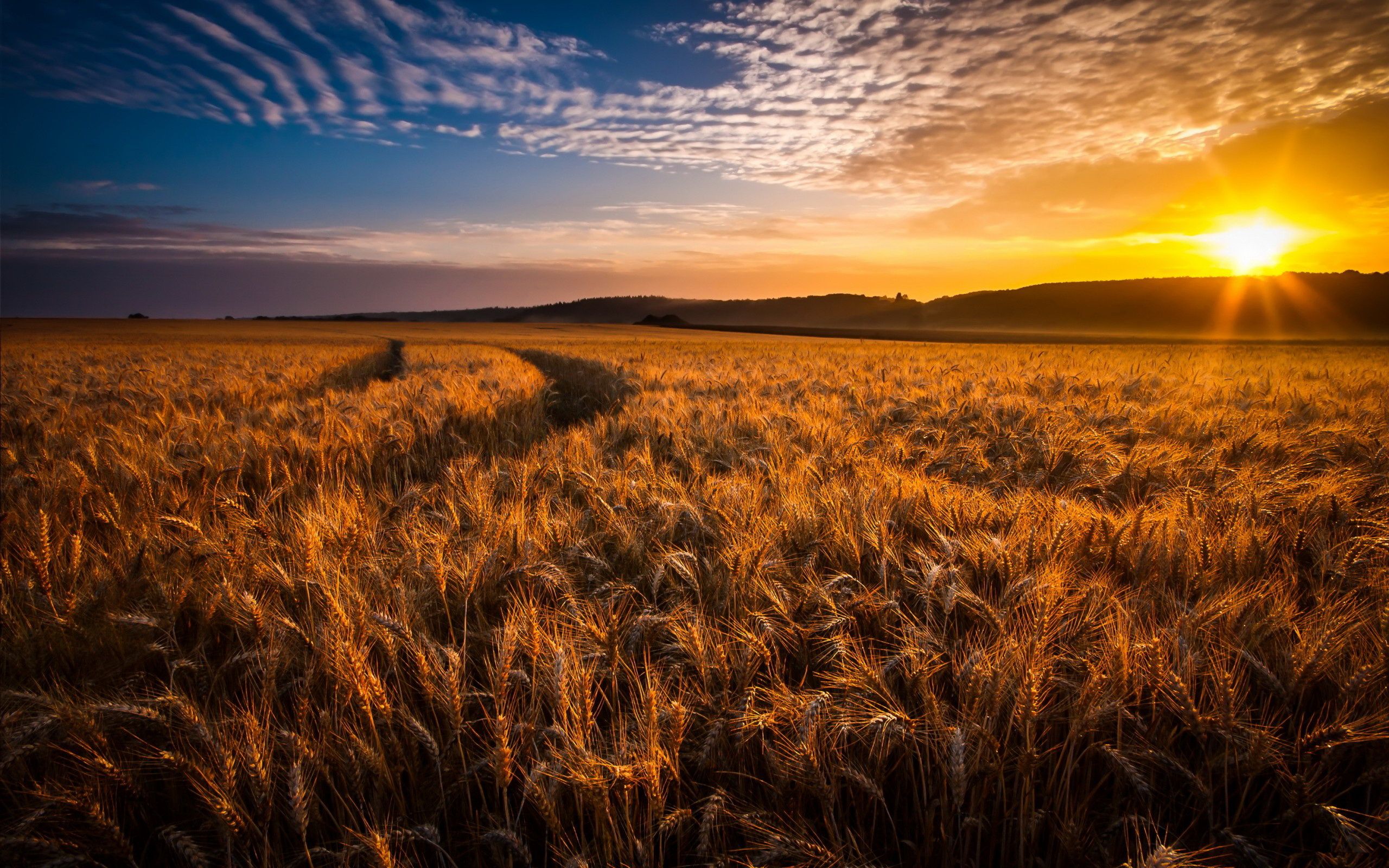 Cornfield Wallpapers - Wallpaper Cave