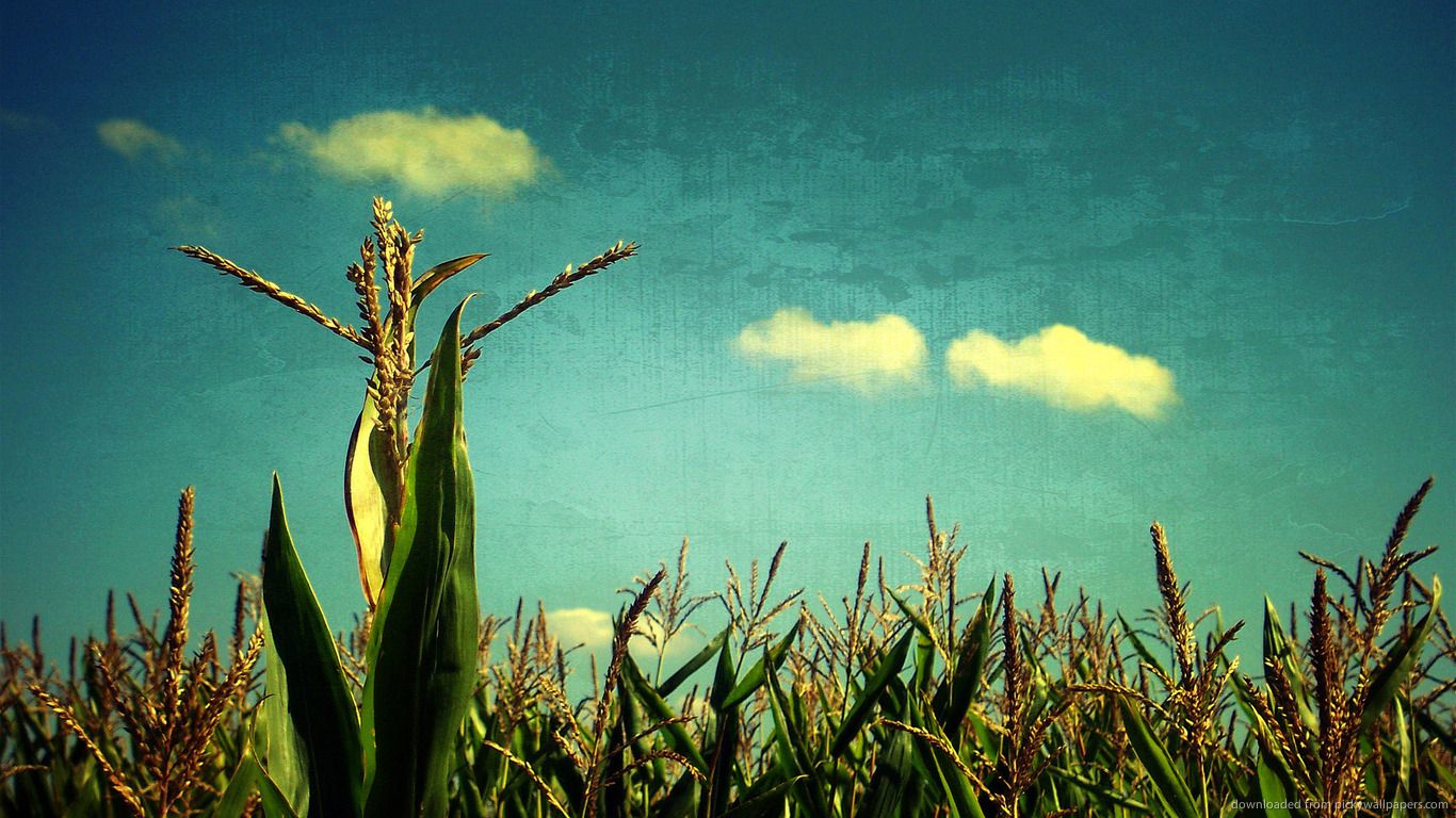 Cornfield HD wallpaper
