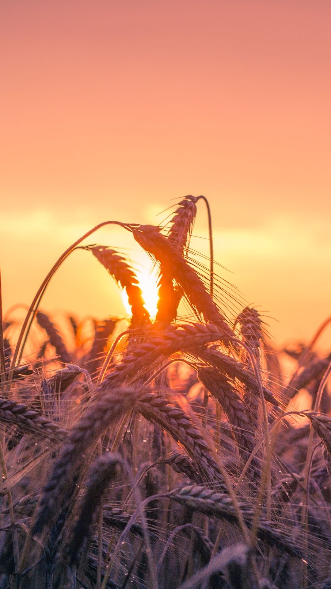 Cornfield Sunset 4k 5k iPhone 7, 6s, 6 Plus, Pixel xl , One Plus 3, 3t, 5 HD 4k Wallpaper, Image, Background, Photo and Picture