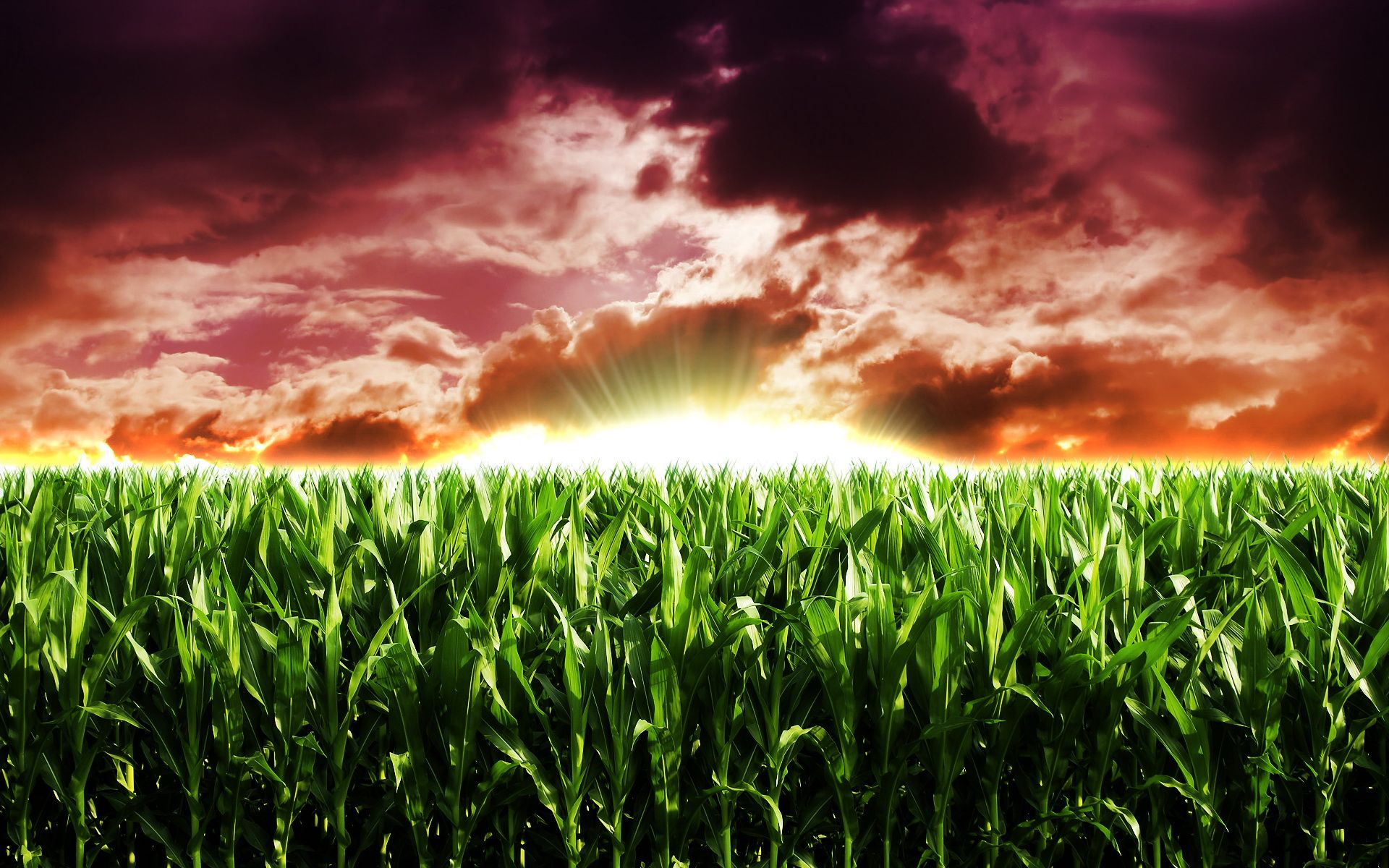 Cornfield Wallpaper, Picture, Image