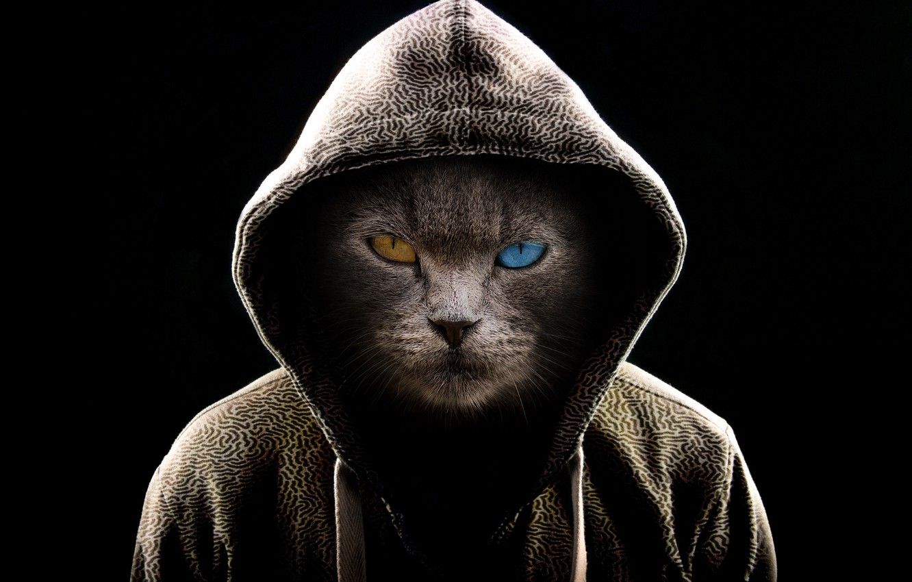 Wallpaper dark, fantasy, cat, serious, cats, digital art, brown eye, hood, miscellaneous, muzzle, fiction, blue eye, cat face, heterochromia, 4k ultra HD background image for desktop, section разное