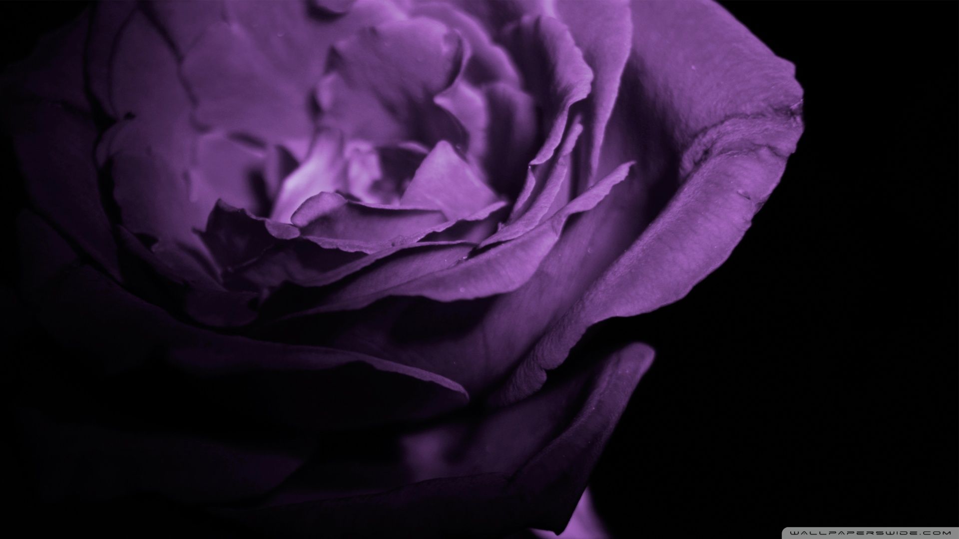 Purple rose in the shade Desktop wallpaper 1366x768