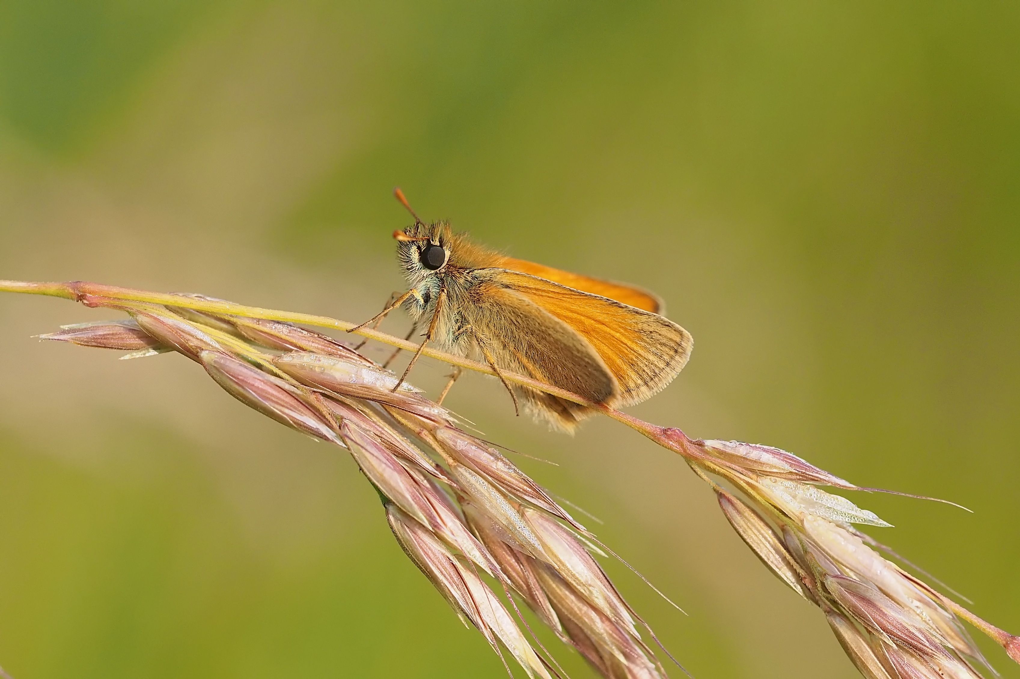 Wallpaper, nottingham, summer, brown, macro, green, nature, yellow, closeup, butterfly, beige, dof, Olympus, naturereserve, 60mm, omd, wildlifetrust, ithink, smallskipper, thymelicussylvestris, em5, sssi, grassstem, wilfordclaypit, klythawk 3394x2261