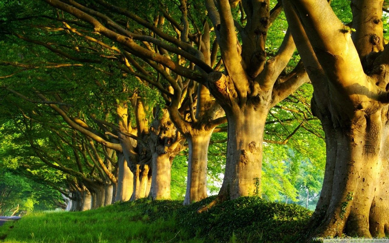Summer Trees HD Desktop Wallpaper, High Definition, Fullscreen. Desktop Background