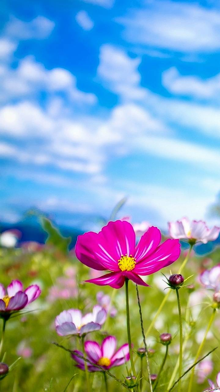 Pretty colors Wallpapers  Amazing flowers Pretty flowers Colorful  flowers
