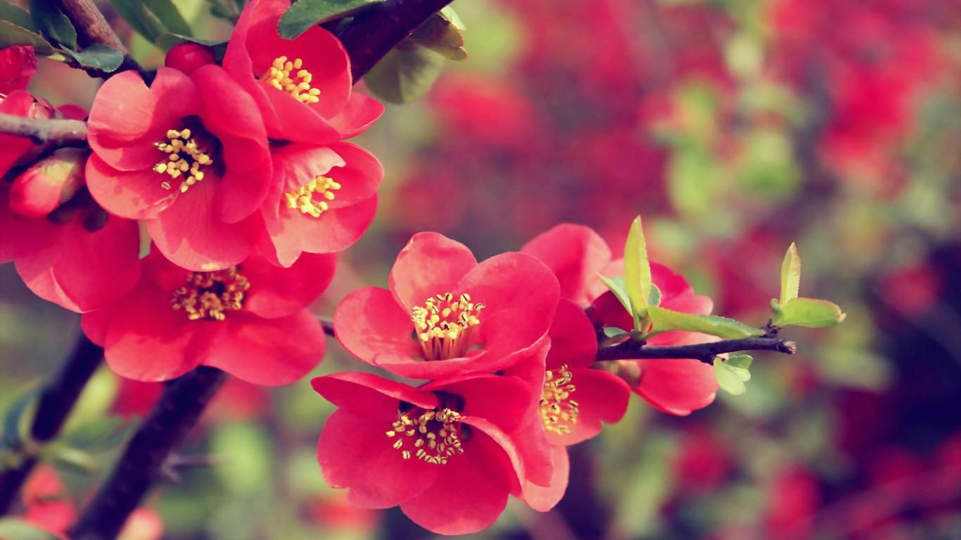 BEAUTIFUL FLOWER WALLPAPERS FREE TO DOWNLOAD.. Style. Red flower wallpaper, Beautiful flowers, Flower image wallpaper