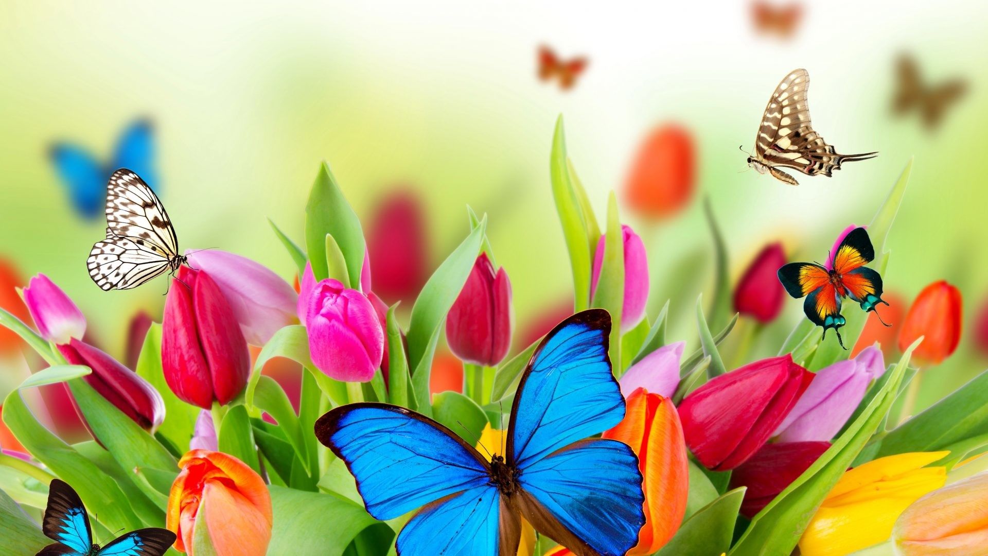 Bright Spring Flower Wallpapers - Wallpaper Cave