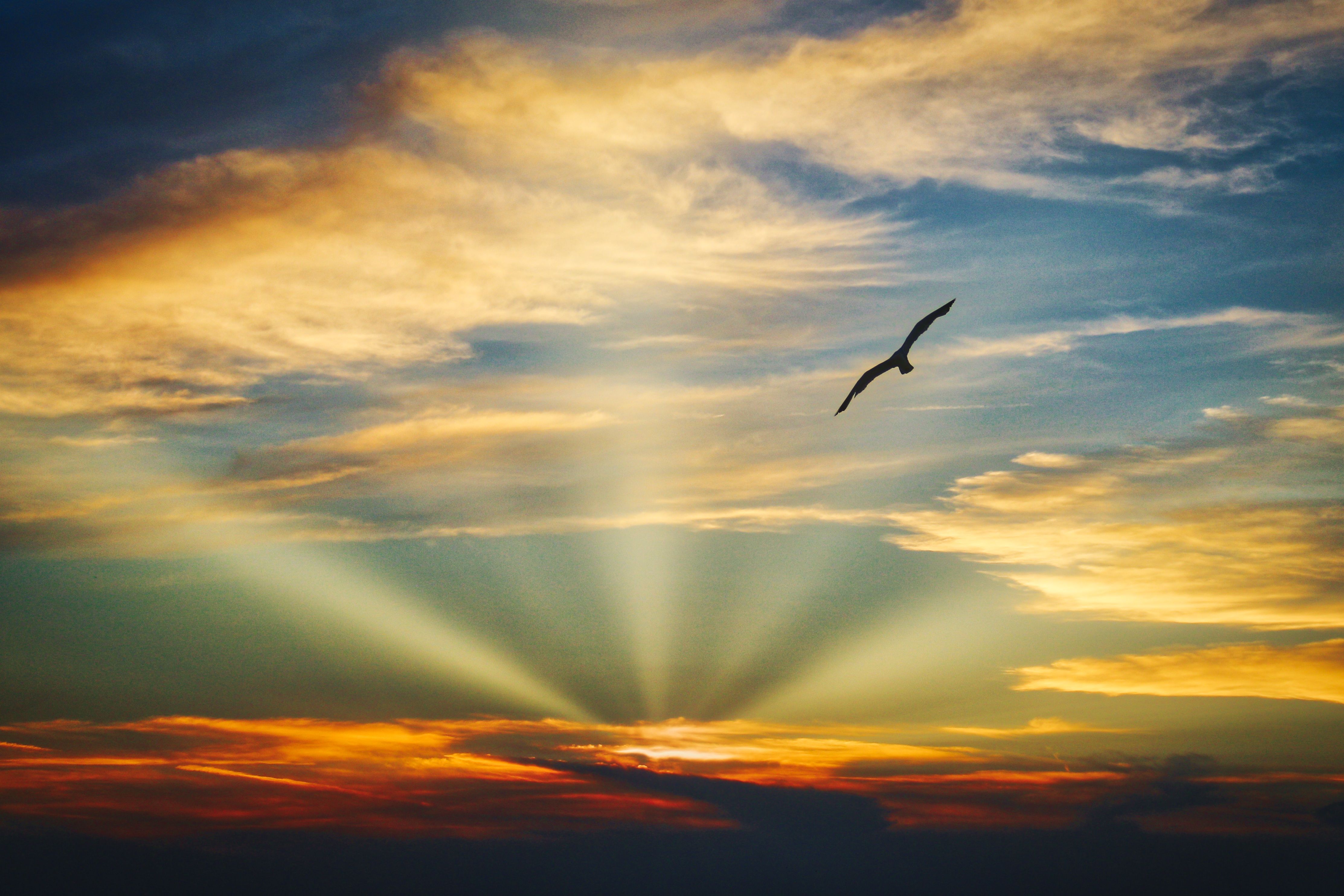 Bird Flying Sunset Evening View Clouds Beautiful Sky 5k, HD Nature, 4k Wallpaper, Image, Background, Photo and Picture