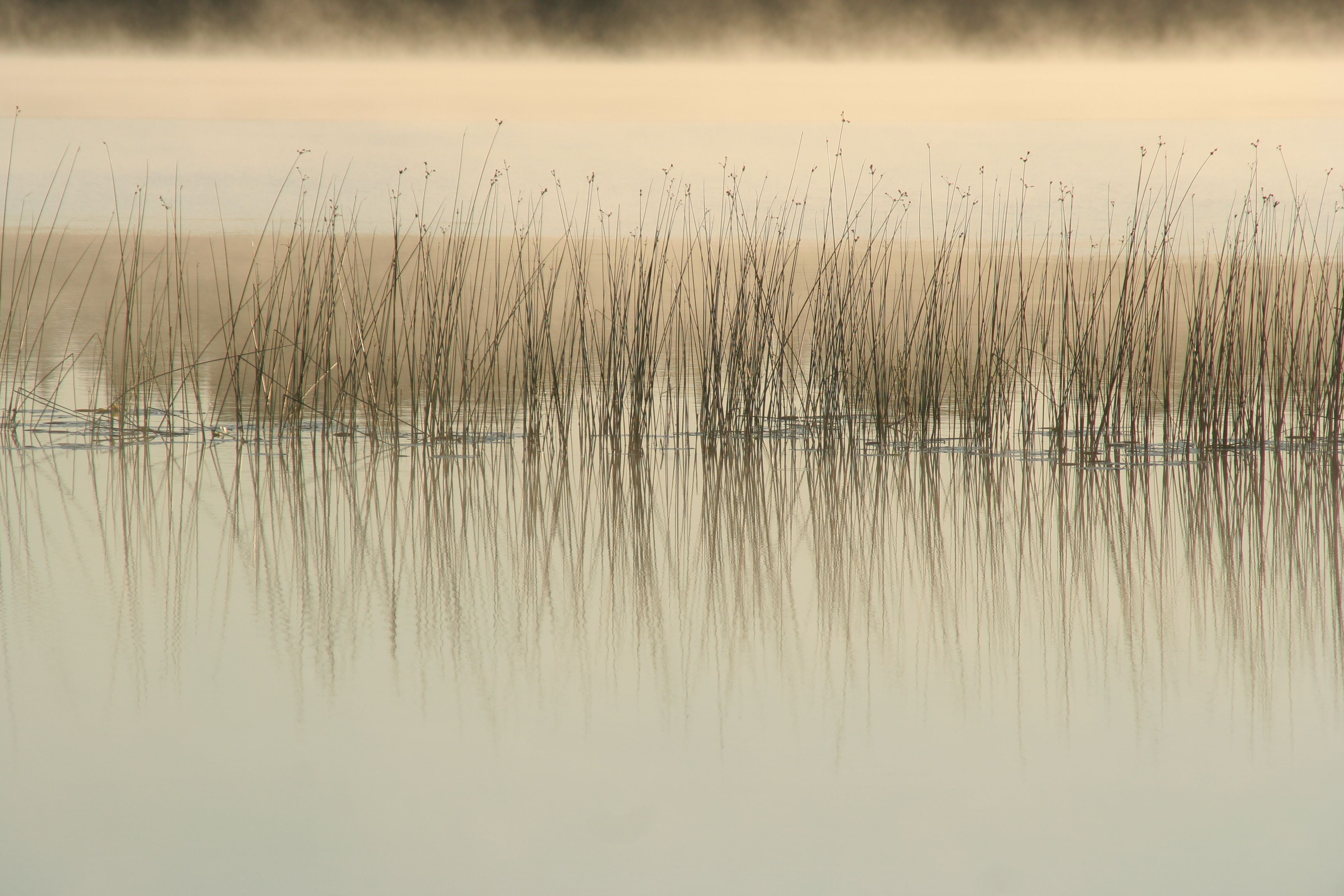 Wallpaper, morning, light, summer, mist, lake, nature, water, beauty, reflections, Finland, reeds, peace, earlymorning, happiness, calm, simplicity, minimalism, magical, vanagram, artofimages, mouhj rvi 3456x2304