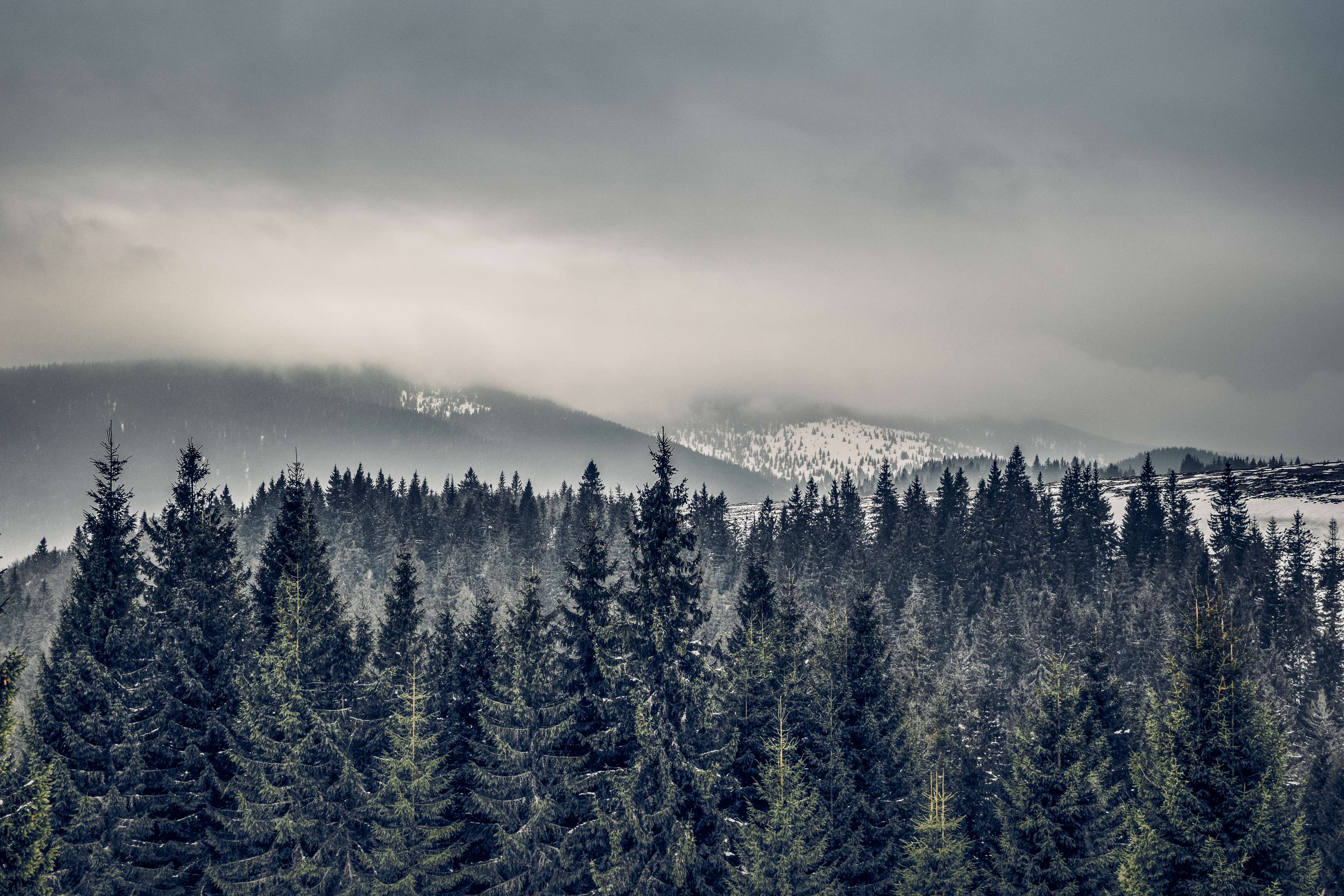 adventure, bad weather, clouds, cloudy, cold, dark, dark clouds, dark sky, dawn, earth, explore, fog, foggy, forest, landscape, light, mountain, mountains, nikon, outdoor, pines, sky, snow, sorrow, stormy, trail, vintage