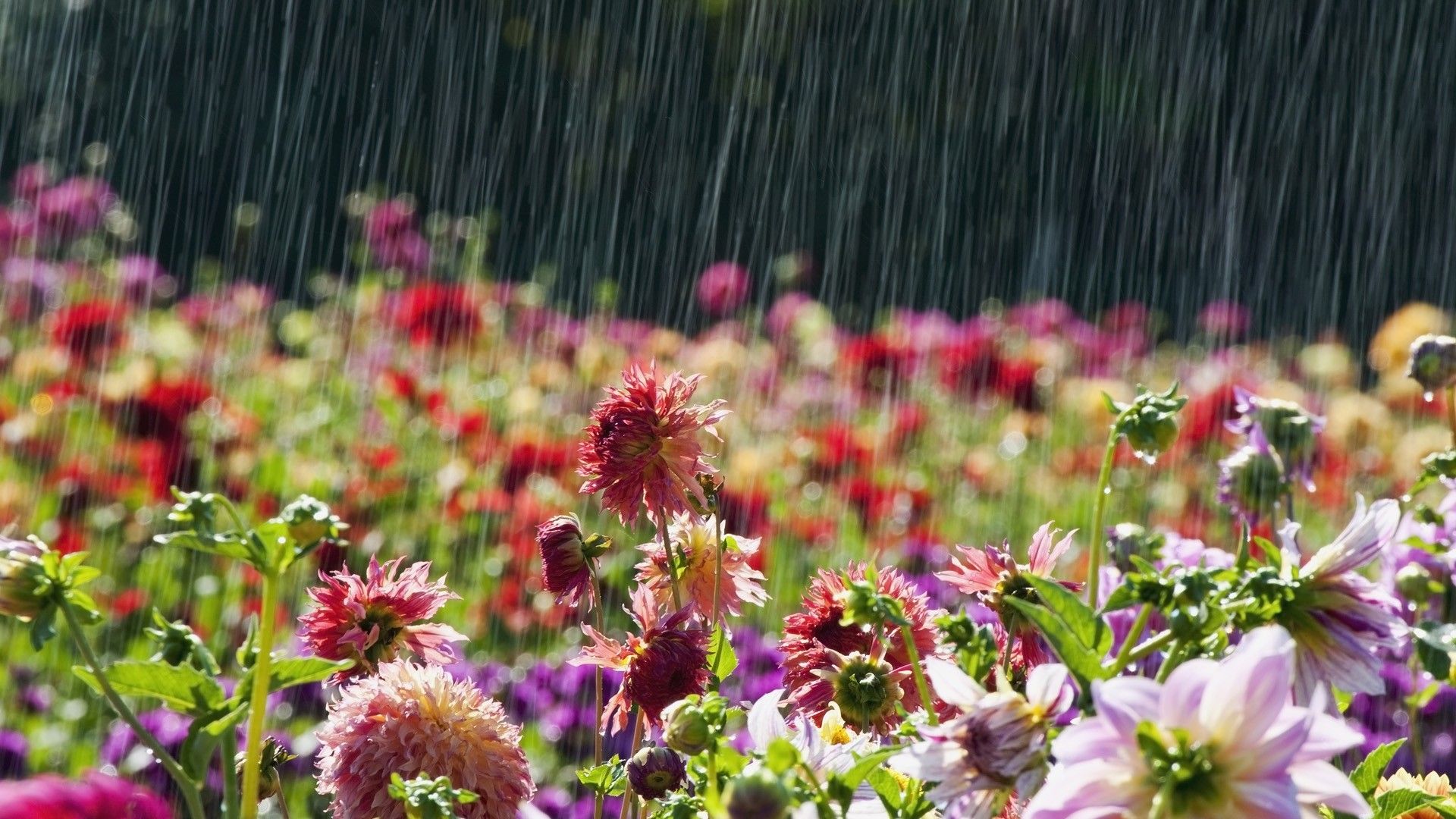 Free download Rain Falling HD Wallpaper Picture Image Background [1920x1080] for your Desktop, Mobile & Tablet. Explore Rainy Spring Day Wallpaper. Rainy Day Background, Rainy Day Wallpaper, Rainy Day Wallpaper