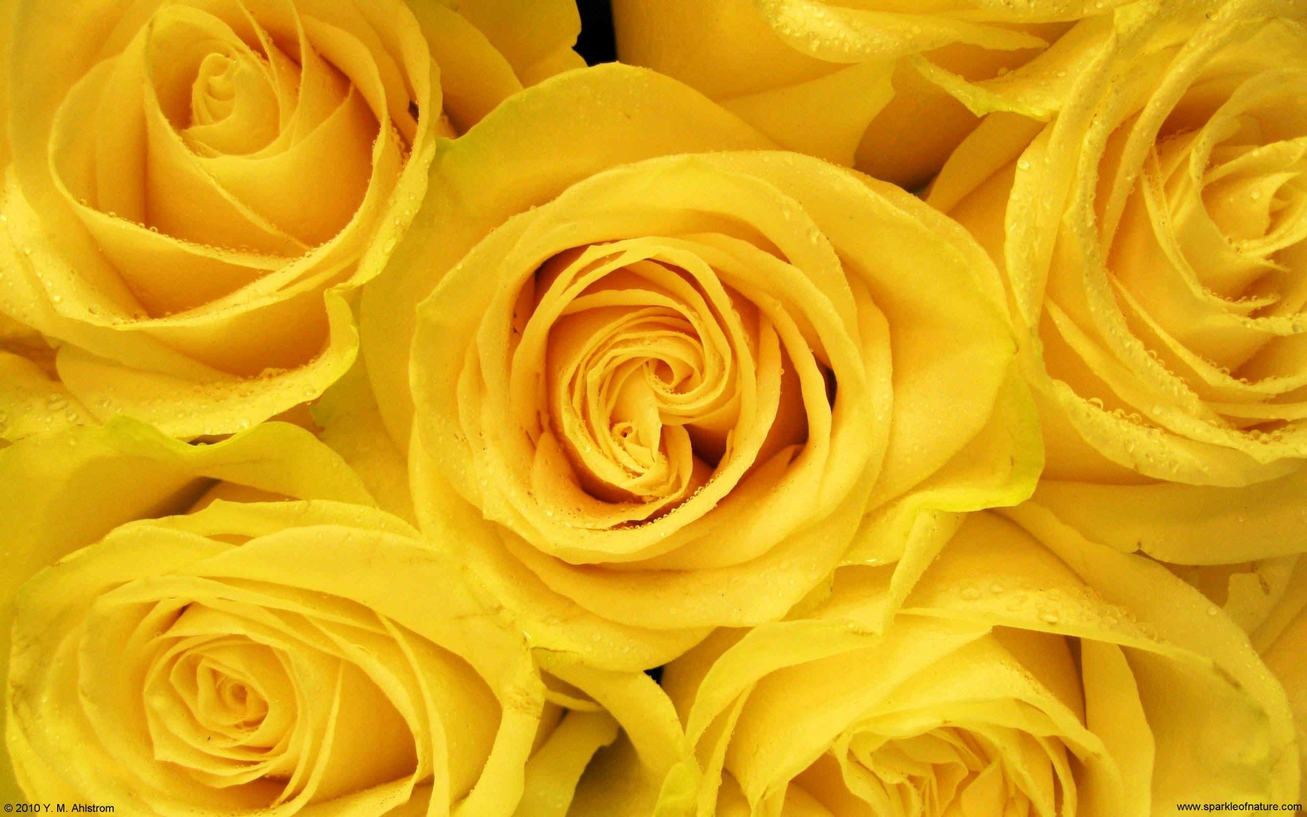 Yellow Rose Wallpaper Free Yellow Rose Background