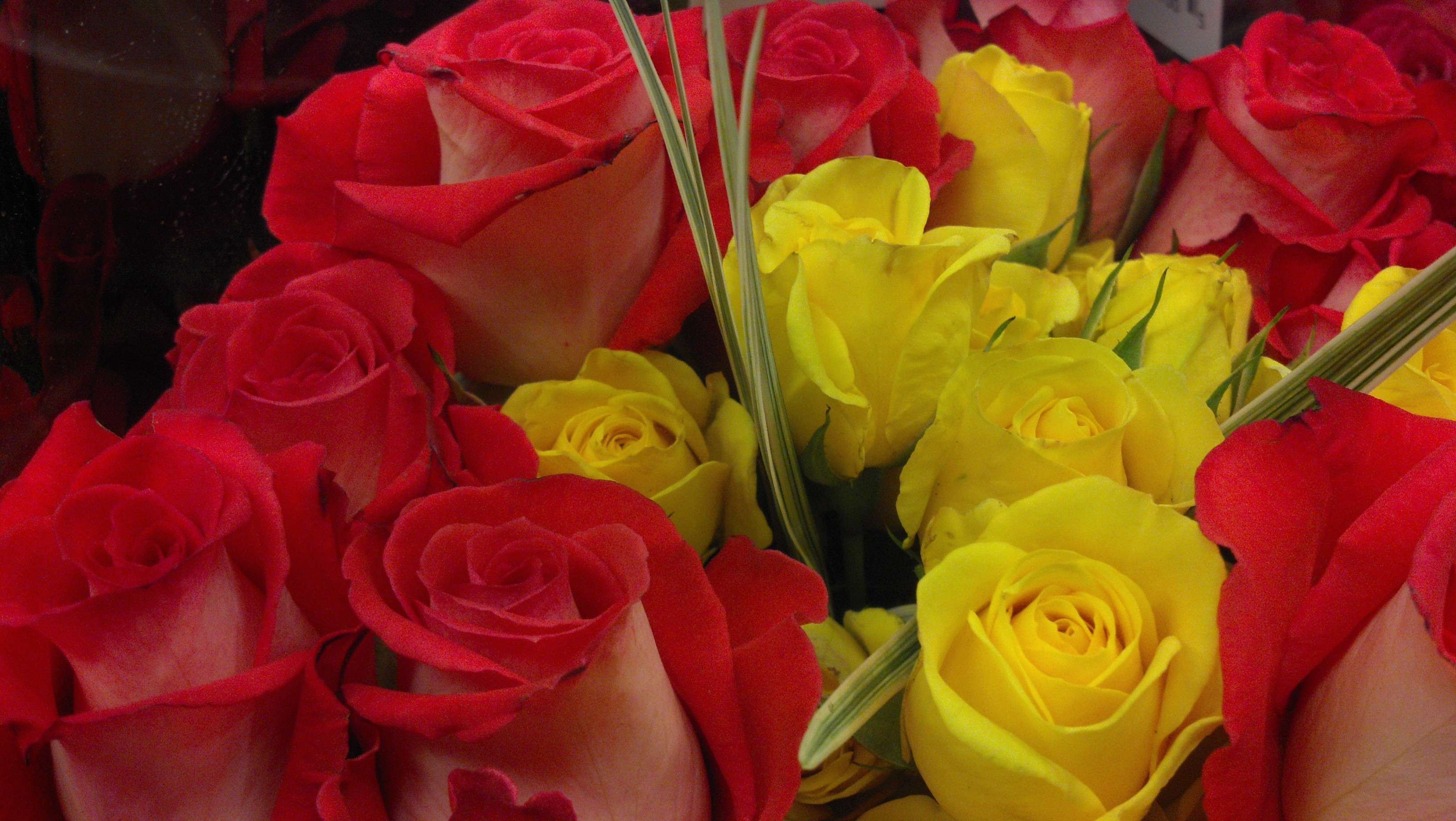 Red And Yellow Rose HD Wallpaper