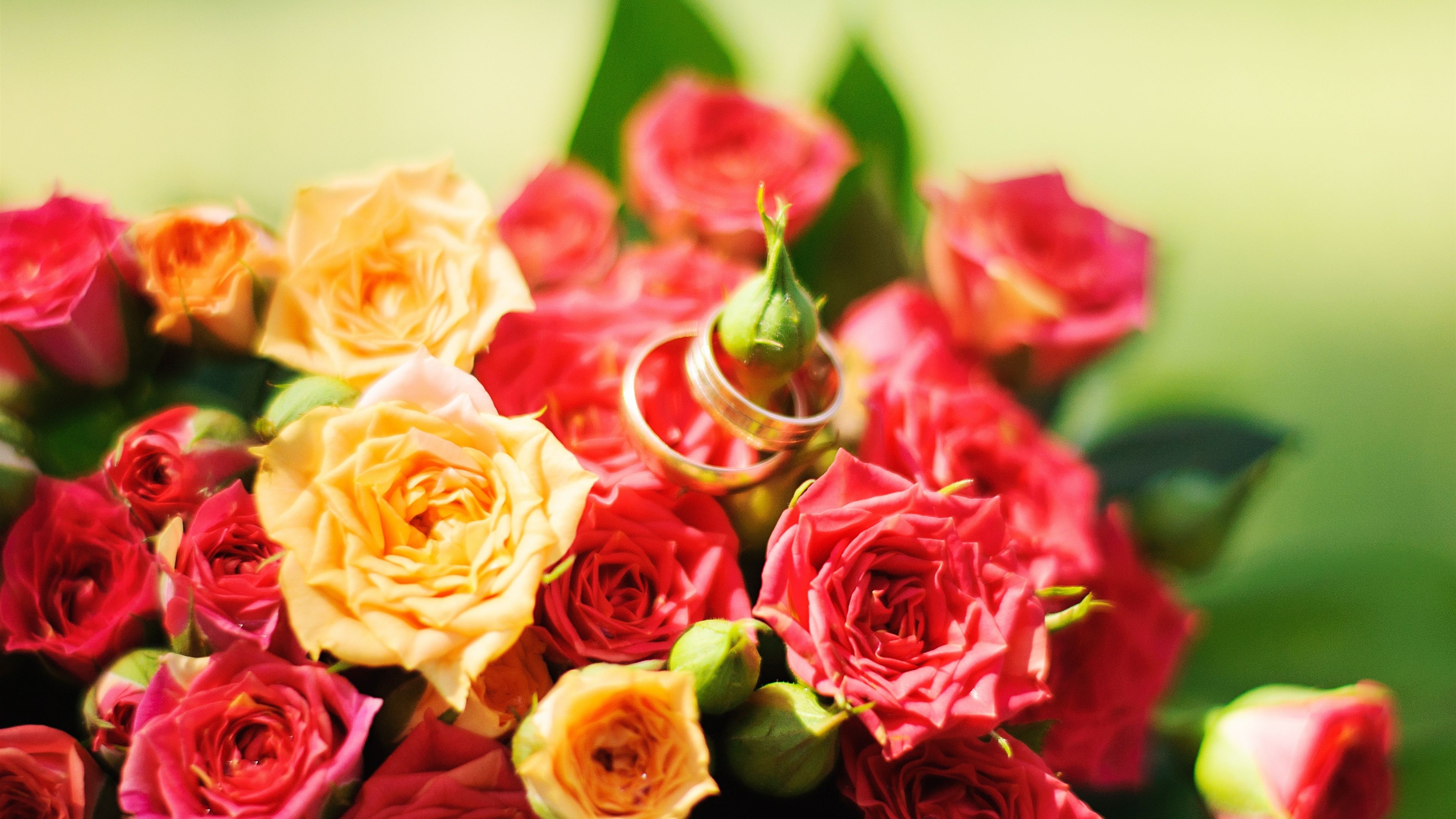 Wallpaper Red and yellow roses, rings 3840x2160 UHD 4K Picture, Image
