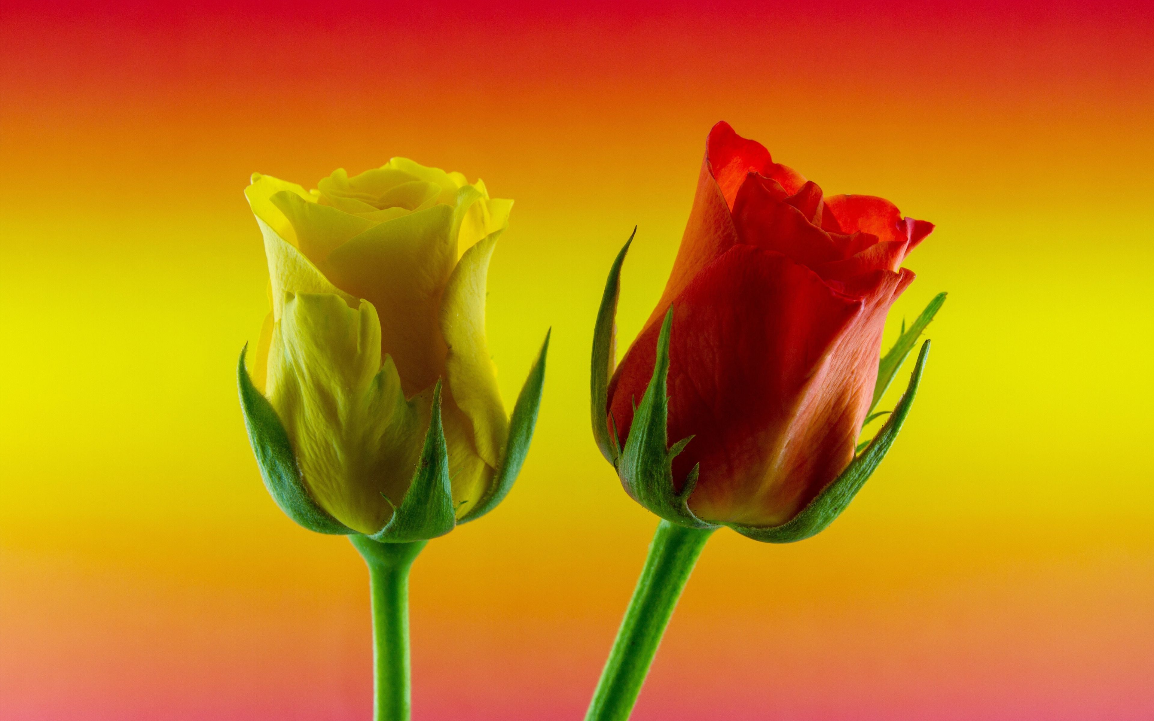 Download 3840x2400 wallpaper gradient, yellow red roses, flowers, 4k, ultra HD 16: widescreen, 3840x2400 HD image, background, 4643