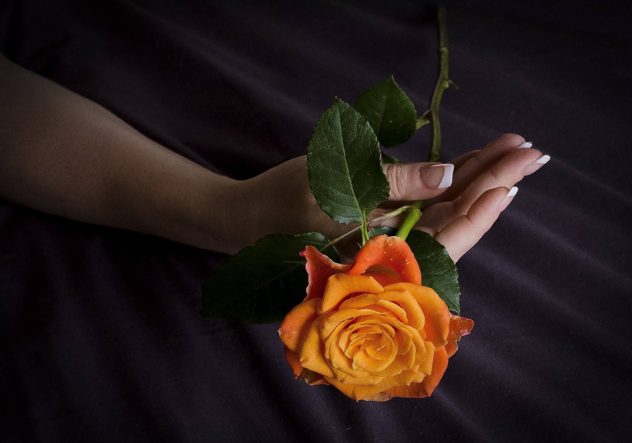 women hands rose flowers wallpaper
