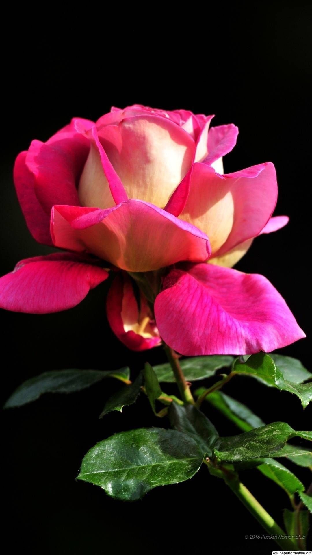 Beautiful Roses Wallpaper background picture