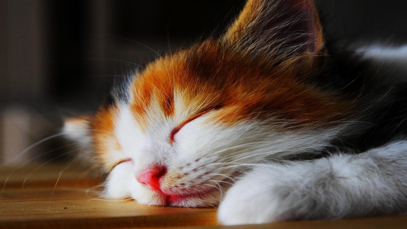 Download 1600x900 Kitten, Lazyness, Sleeping, Adorable, Cats Wallpaper