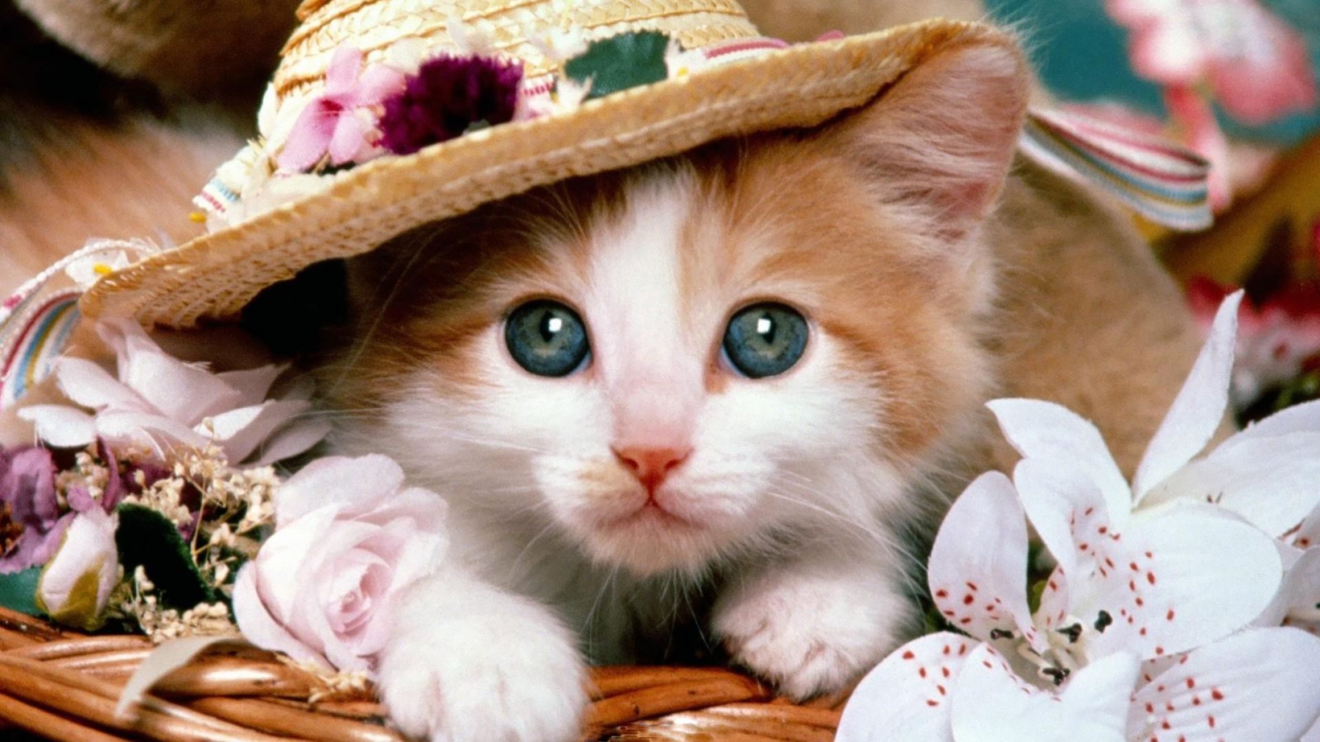 Beautiful Hat And Cute Free Cat Hd Widescreen Wallpaper
