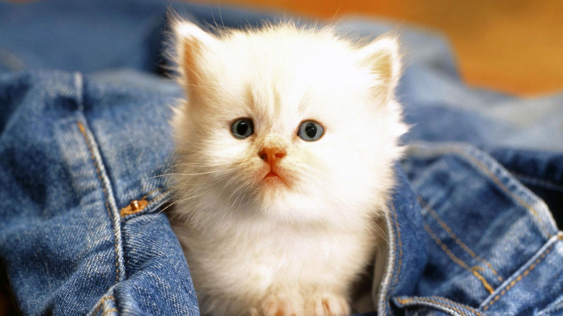 Cats Wallpaper Cute Cats And Kittens Wallpaper For Cat Image Download