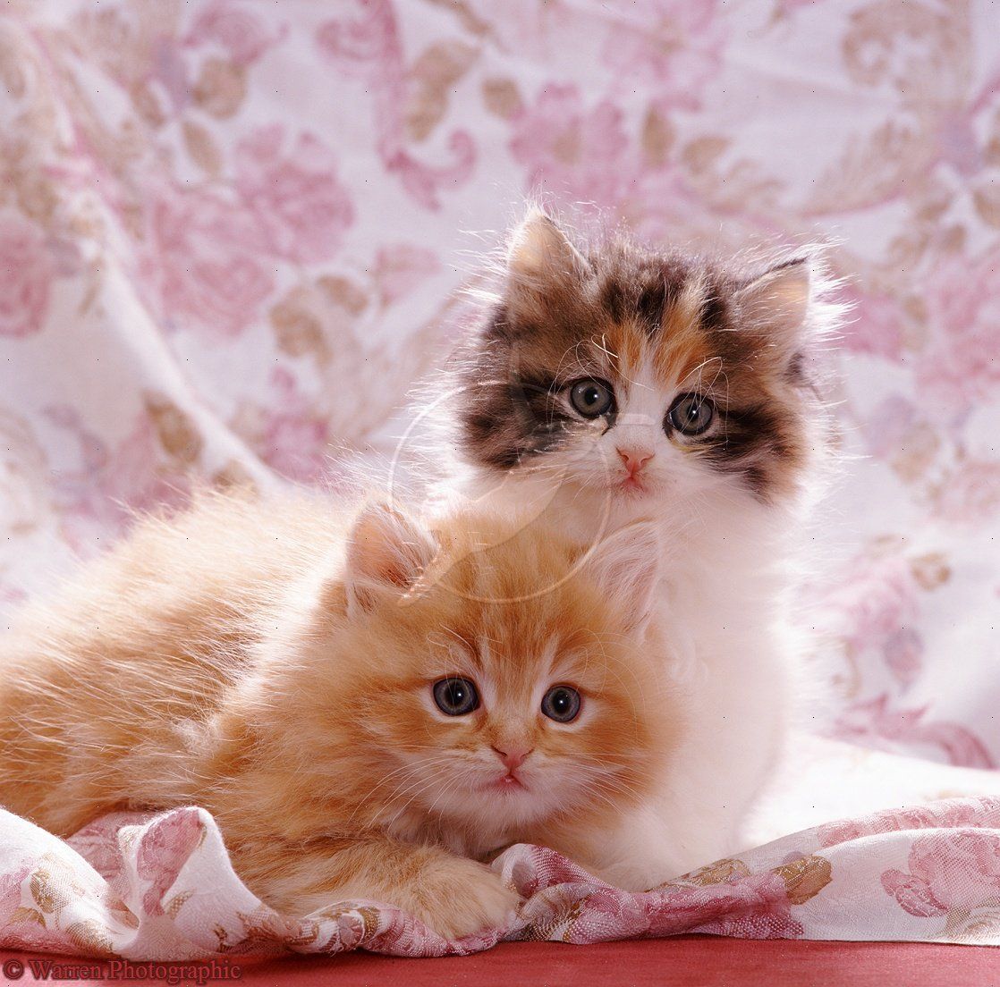 image Of Cute Cats