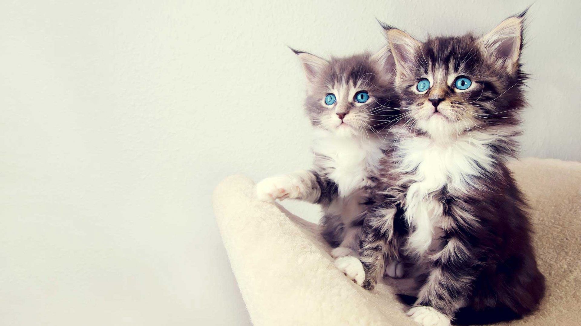 Beautiful Love Cute Cat Wallpaper
