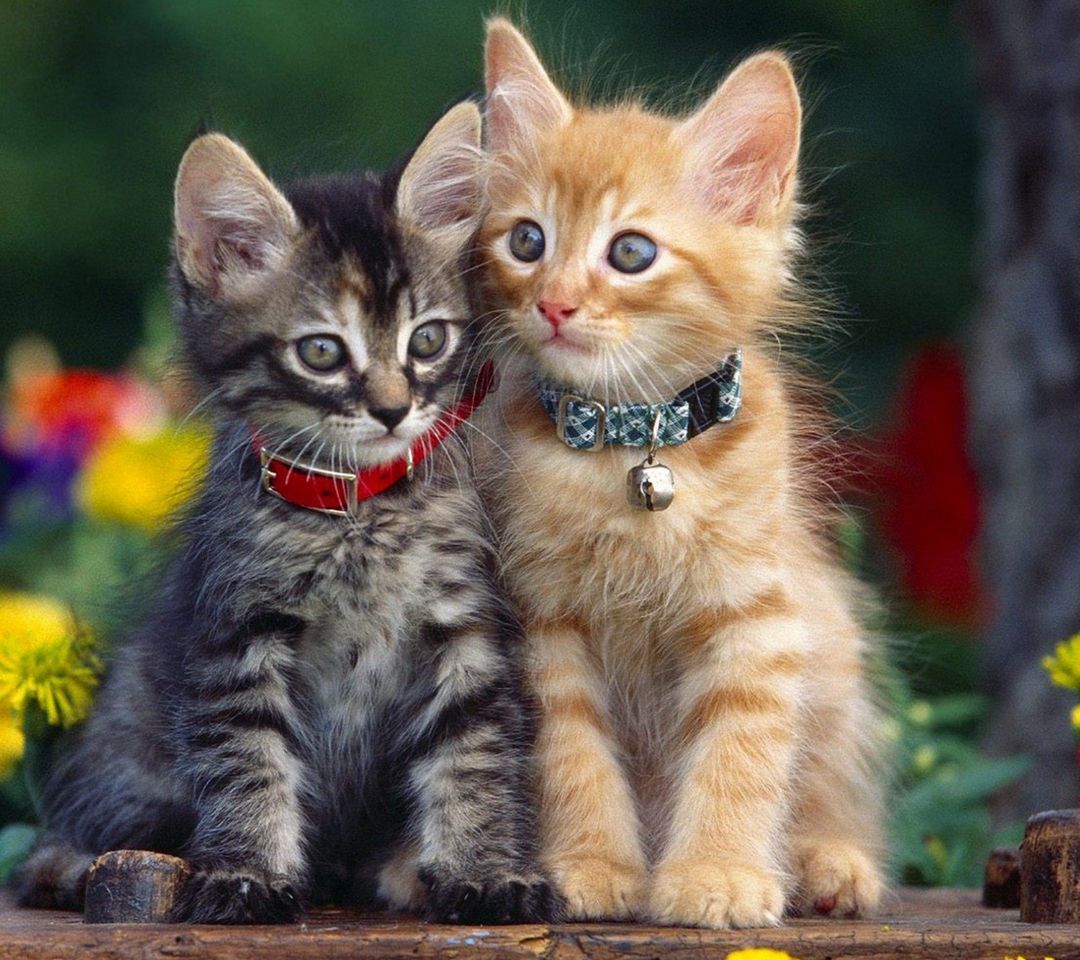 Adorable Cats Wallpaper to your mobile from PHONEKY