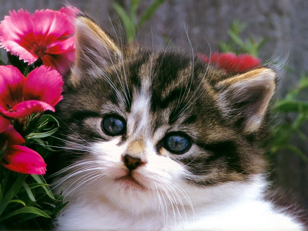 Cute Cats HD Wallpaper Free Download